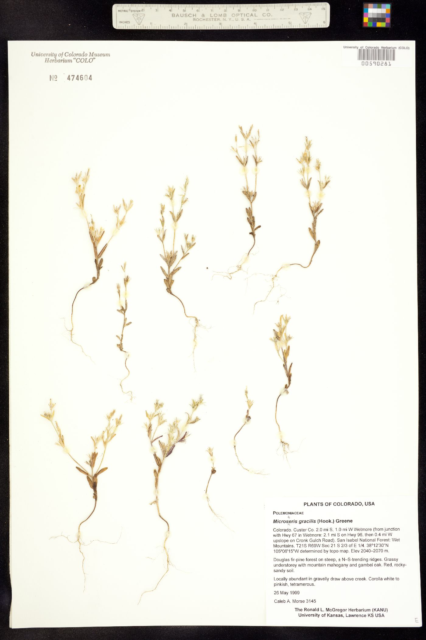 Microsteris gracilis var. humilior image