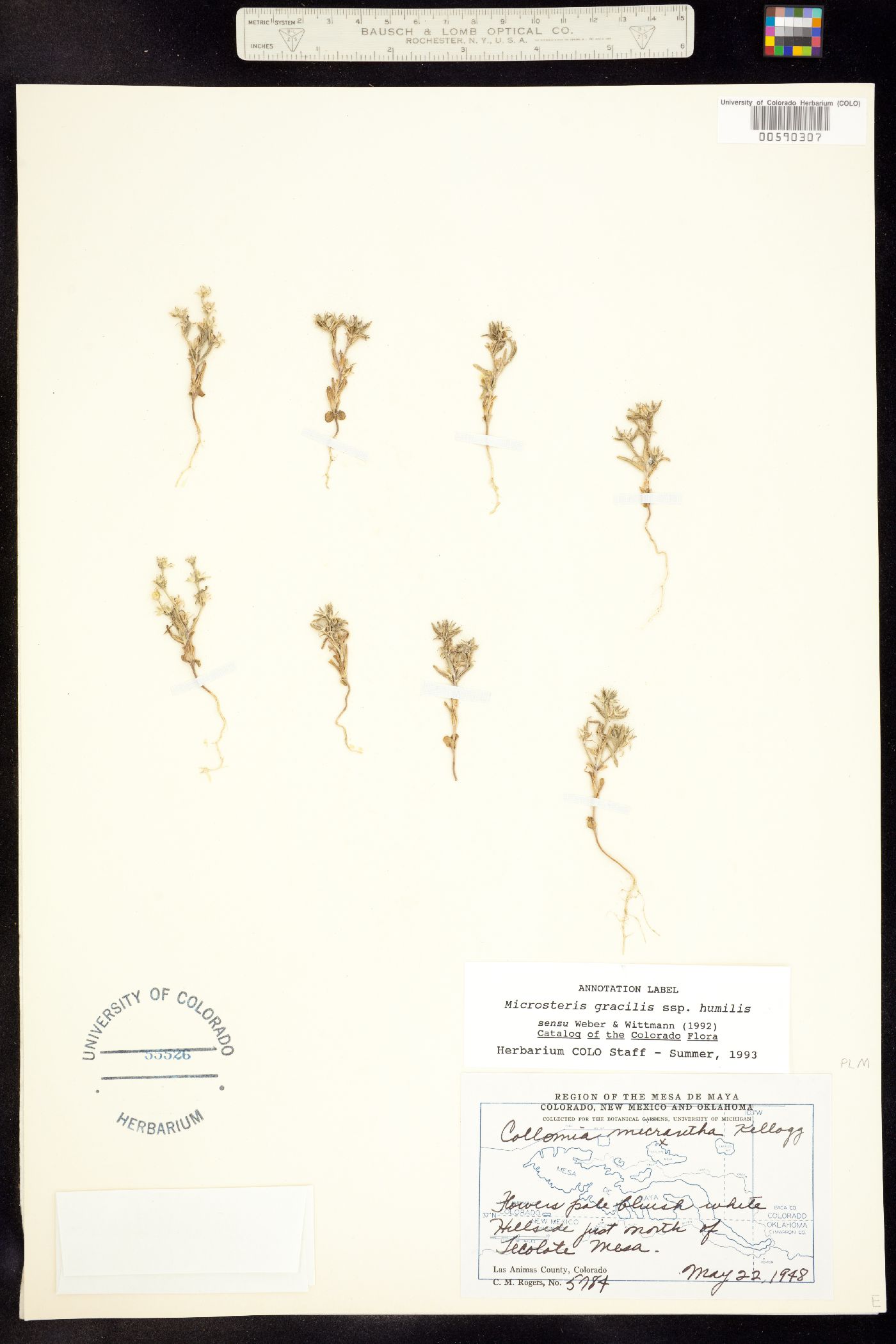 Microsteris gracilis image