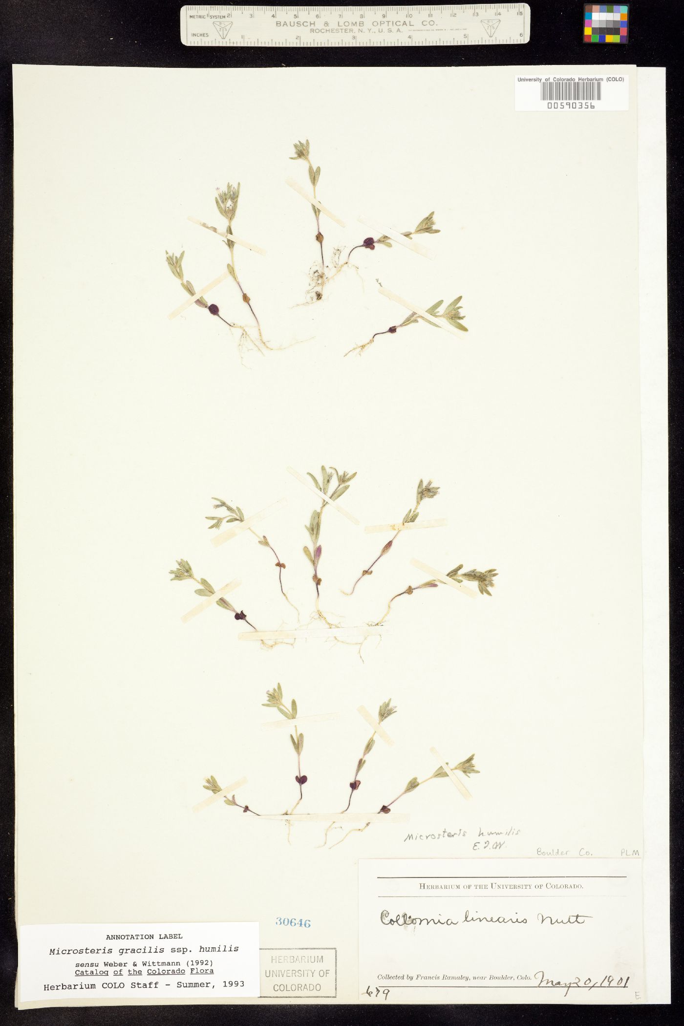 Microsteris gracilis var. humilior image