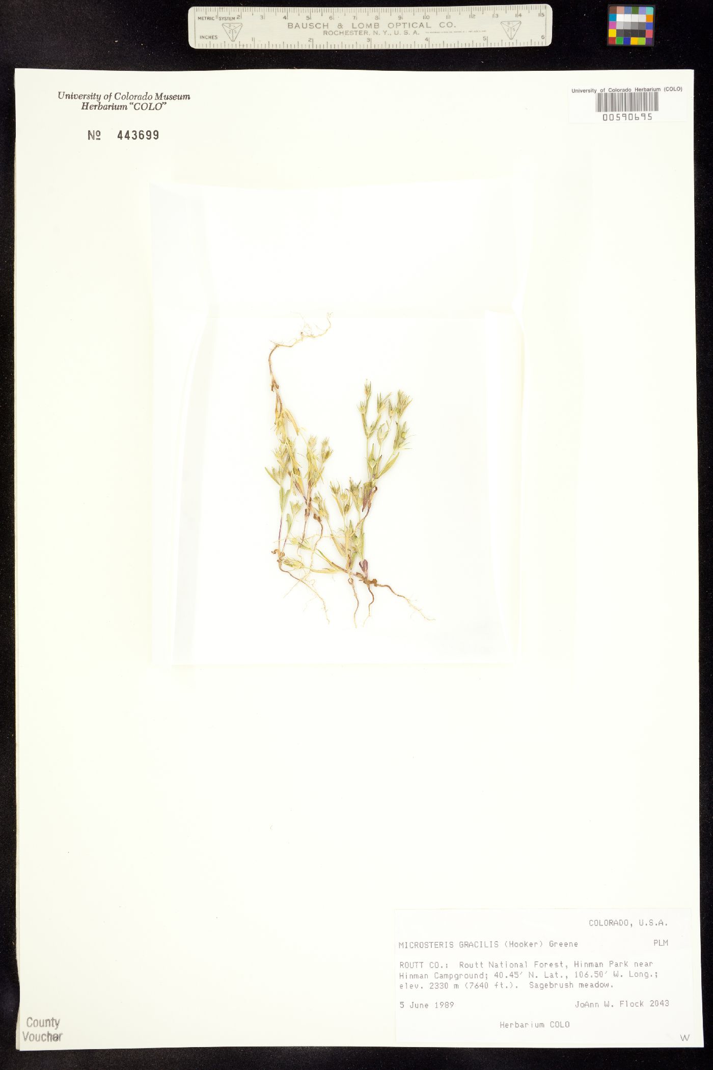 Microsteris gracilis var. humilior image