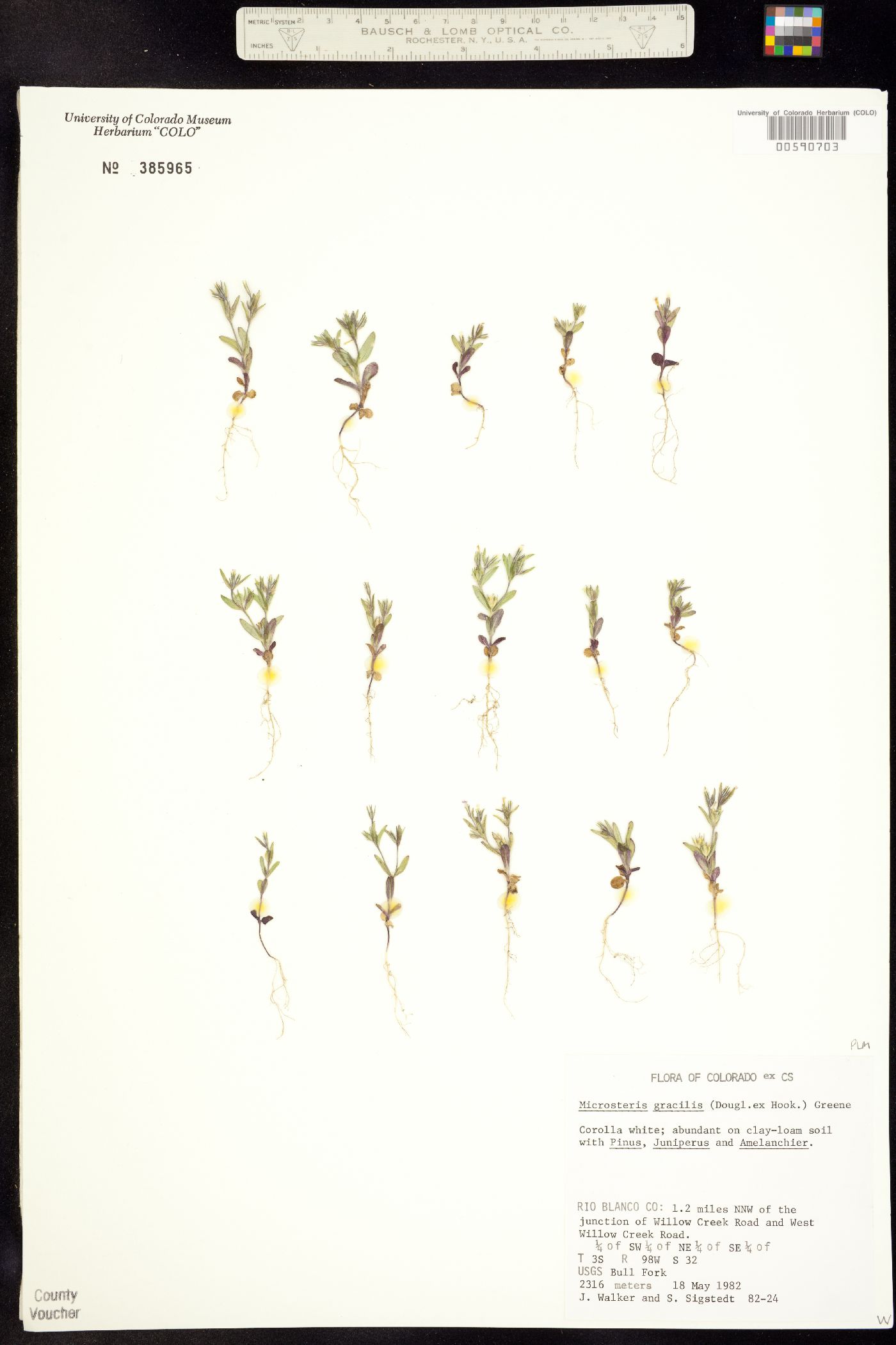 Microsteris gracilis var. humilior image