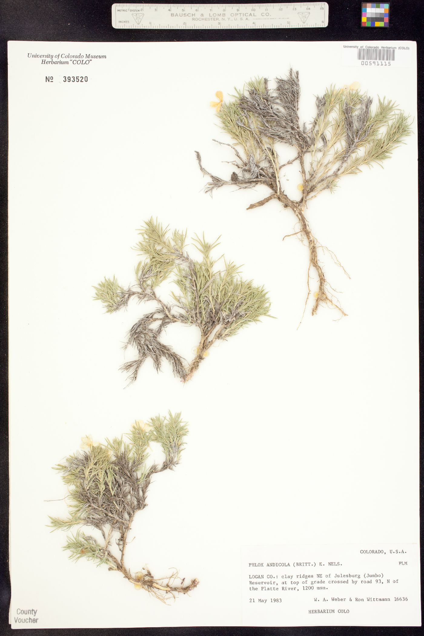 Phlox andicola image