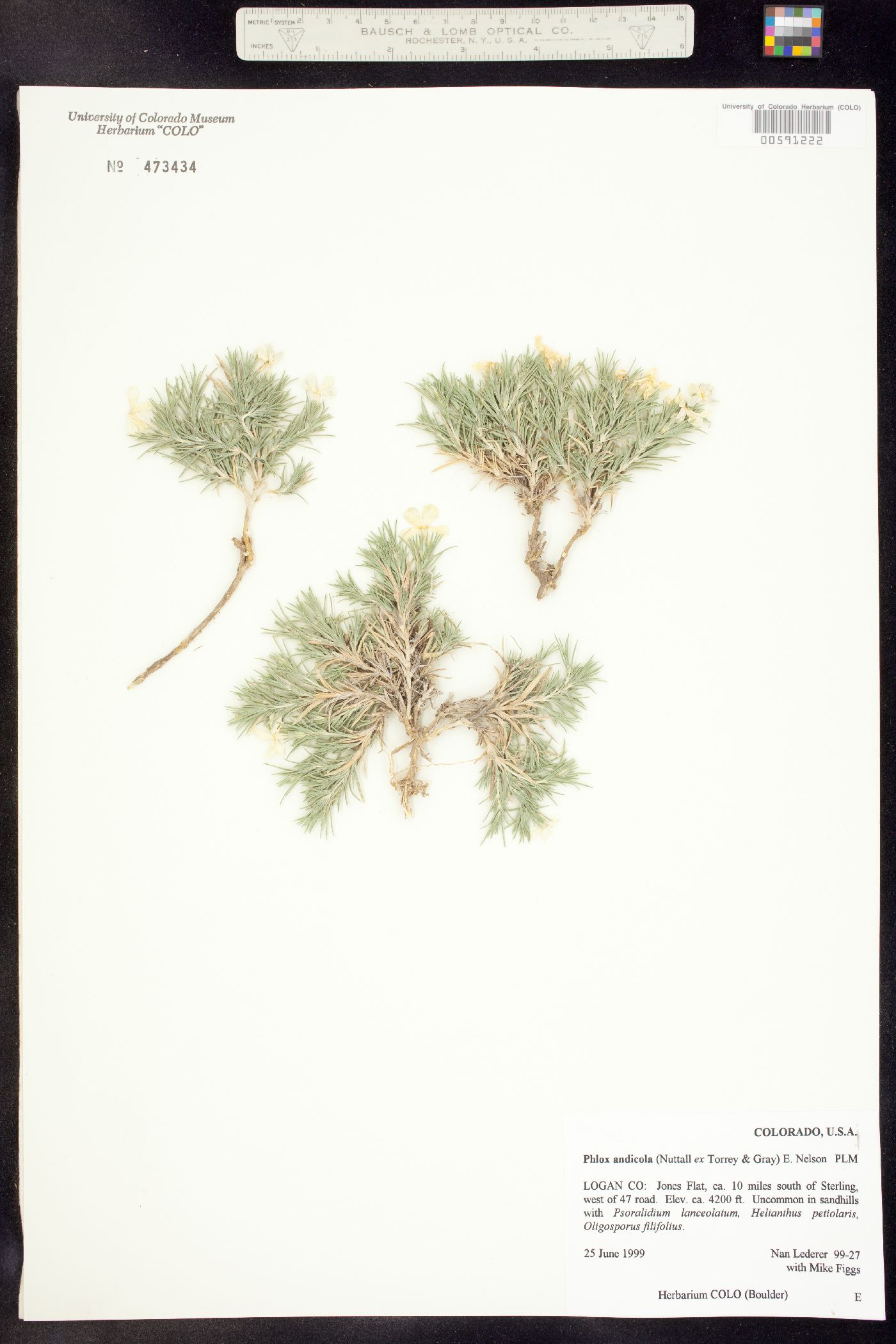 Phlox andicola image