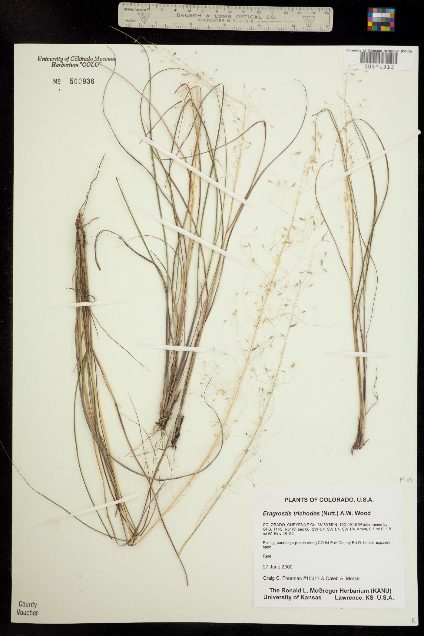 Eragrostis trichodes image