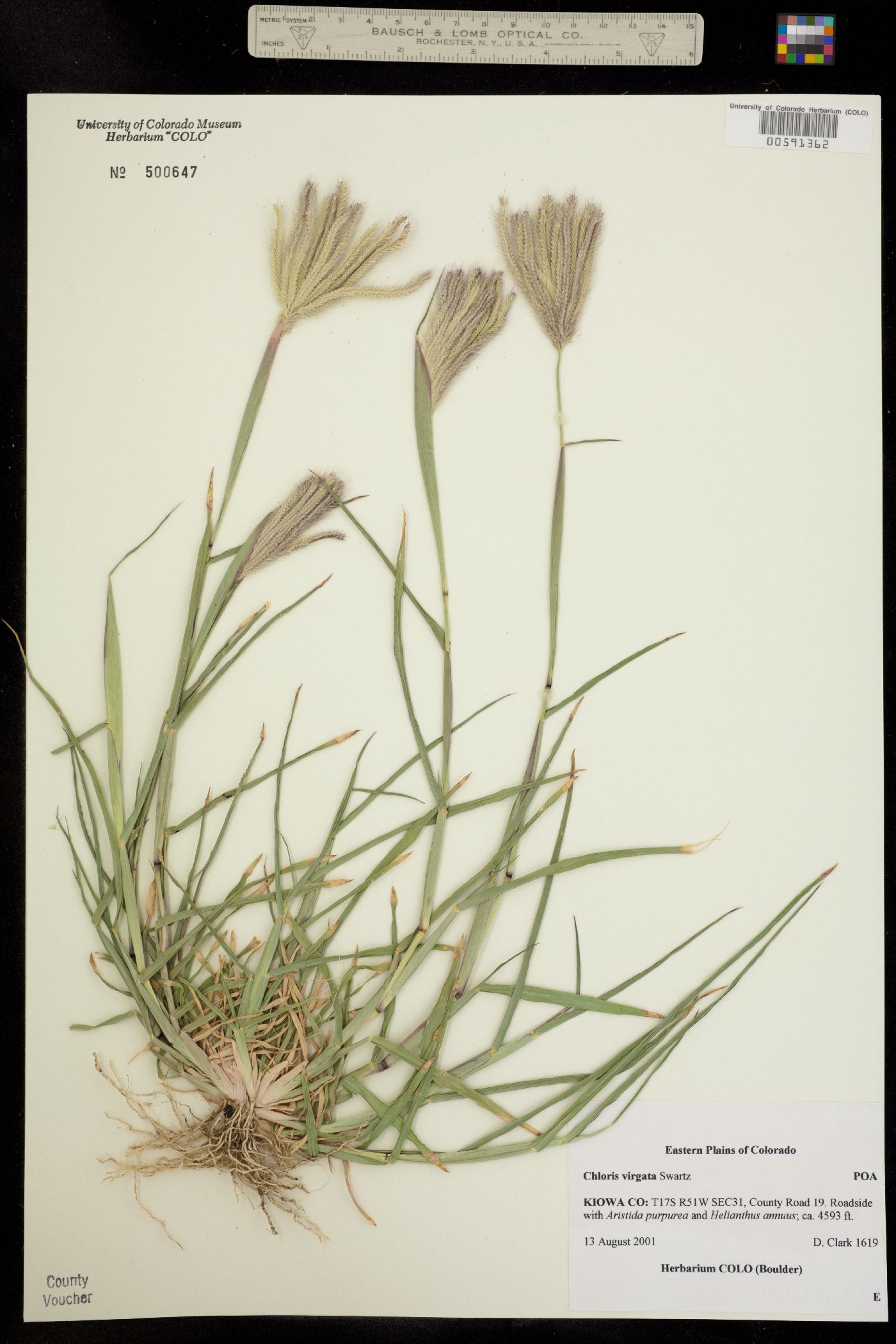 Chloris virgata image