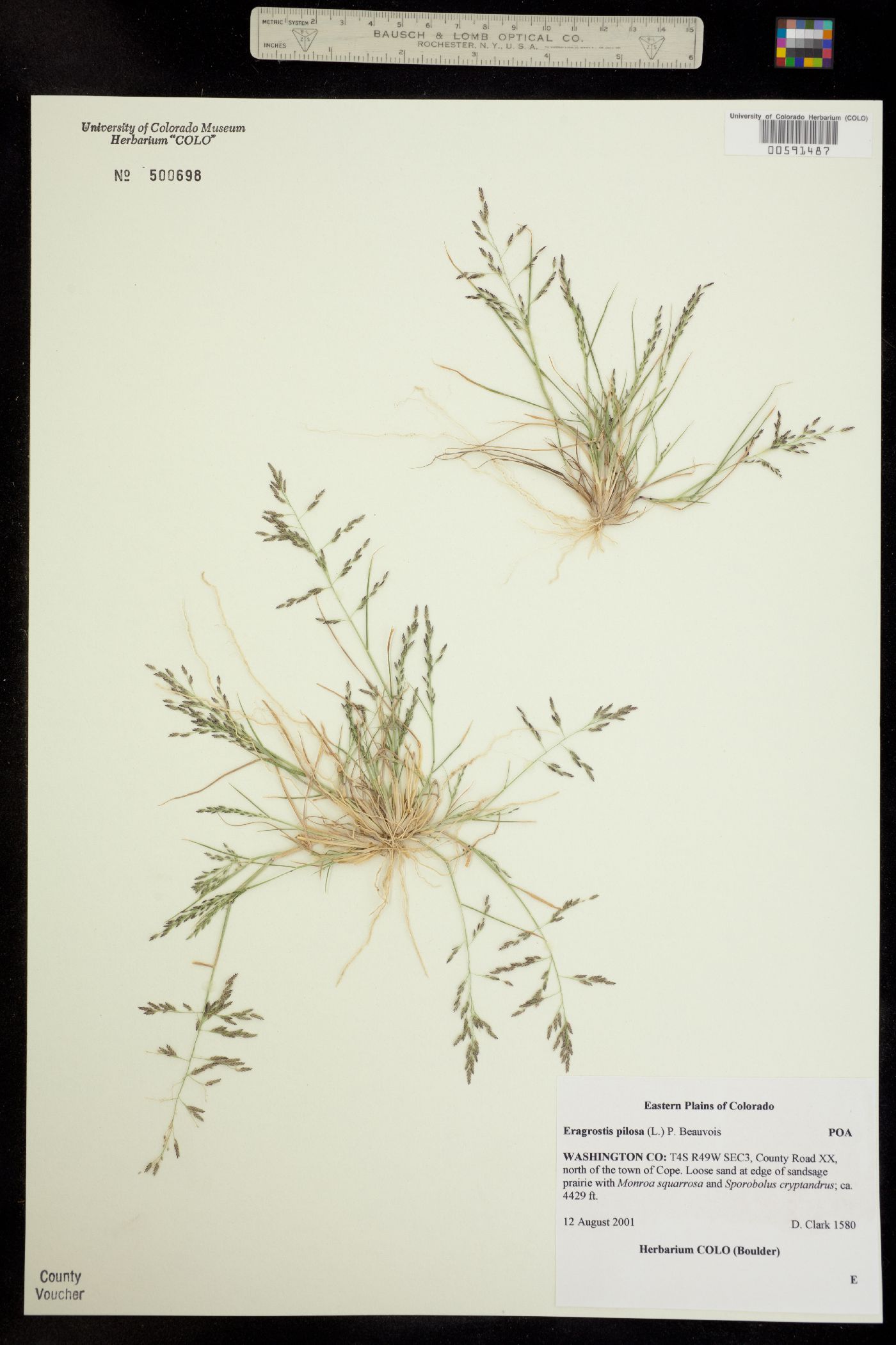 Eragrostis pilosa image