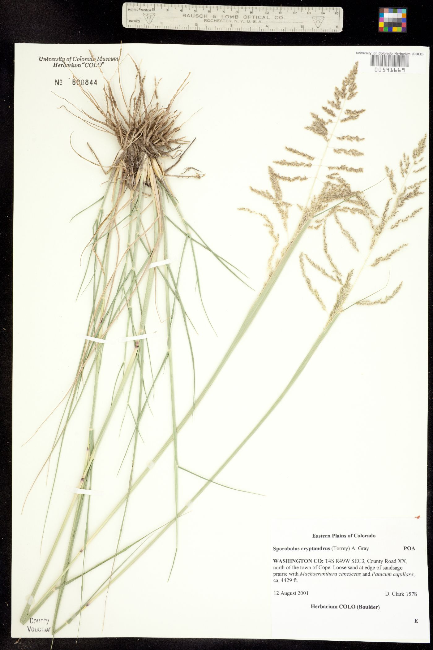Sporobolus cryptandrus image