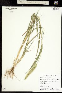 Image of Setaria viridis
