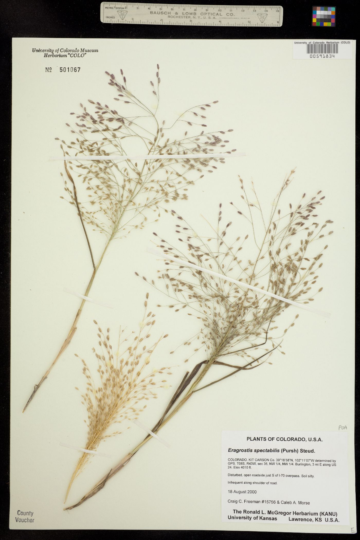 Eragrostis spectabilis image