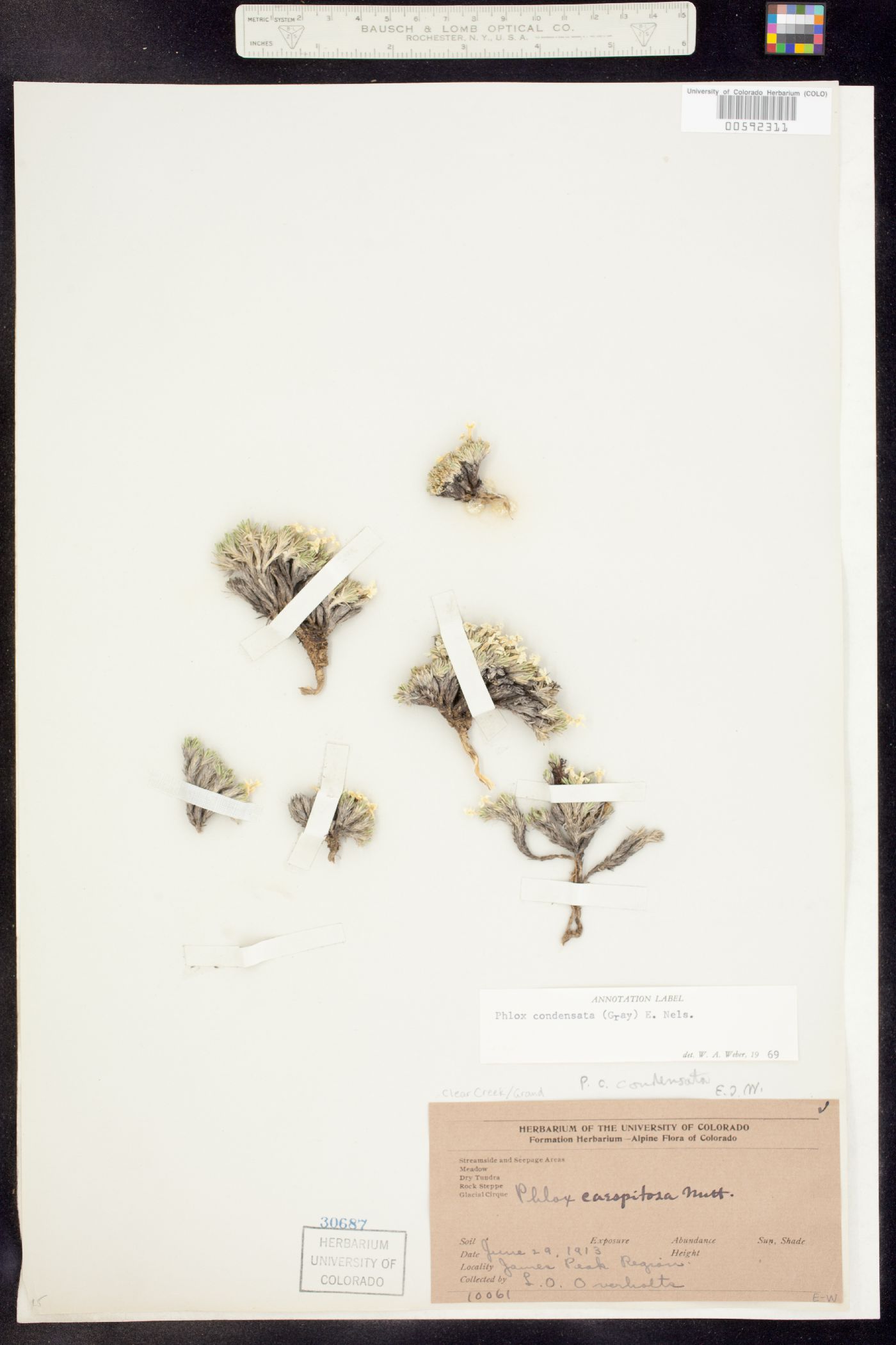 Phlox condensata image