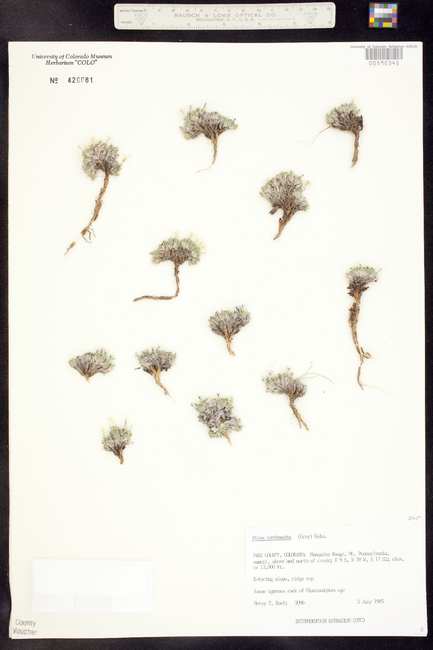 Phlox condensata image