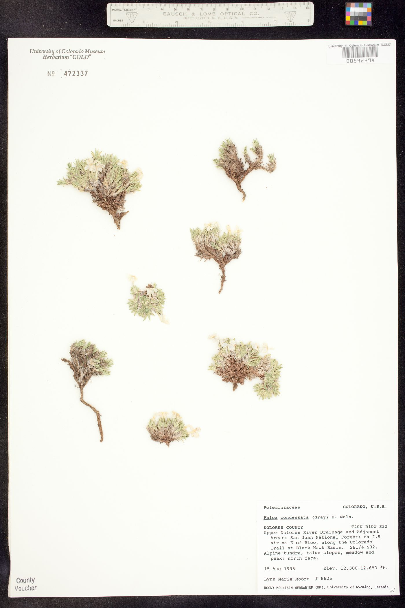 Phlox condensata image