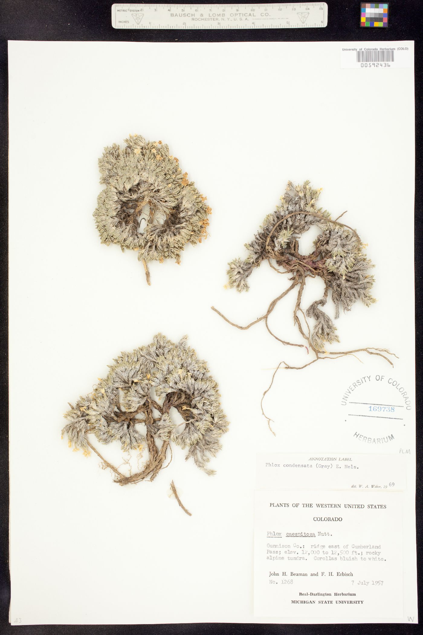 Phlox condensata image
