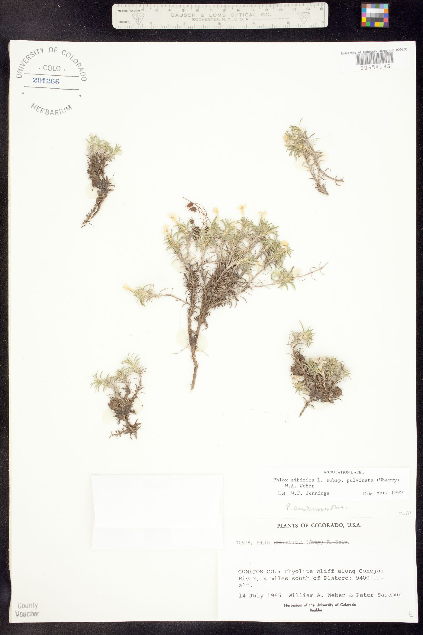 Phlox pulvinata image