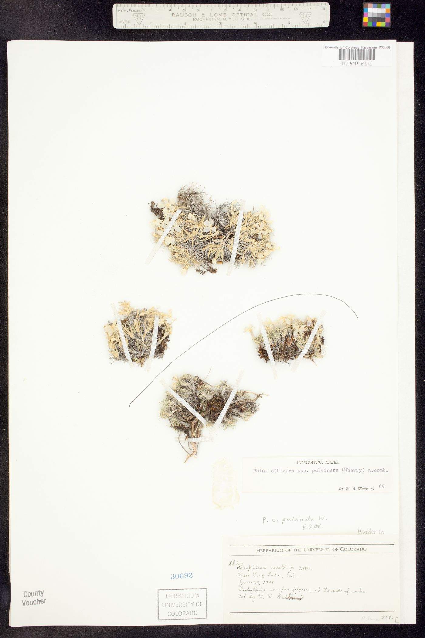 Phlox pulvinata image