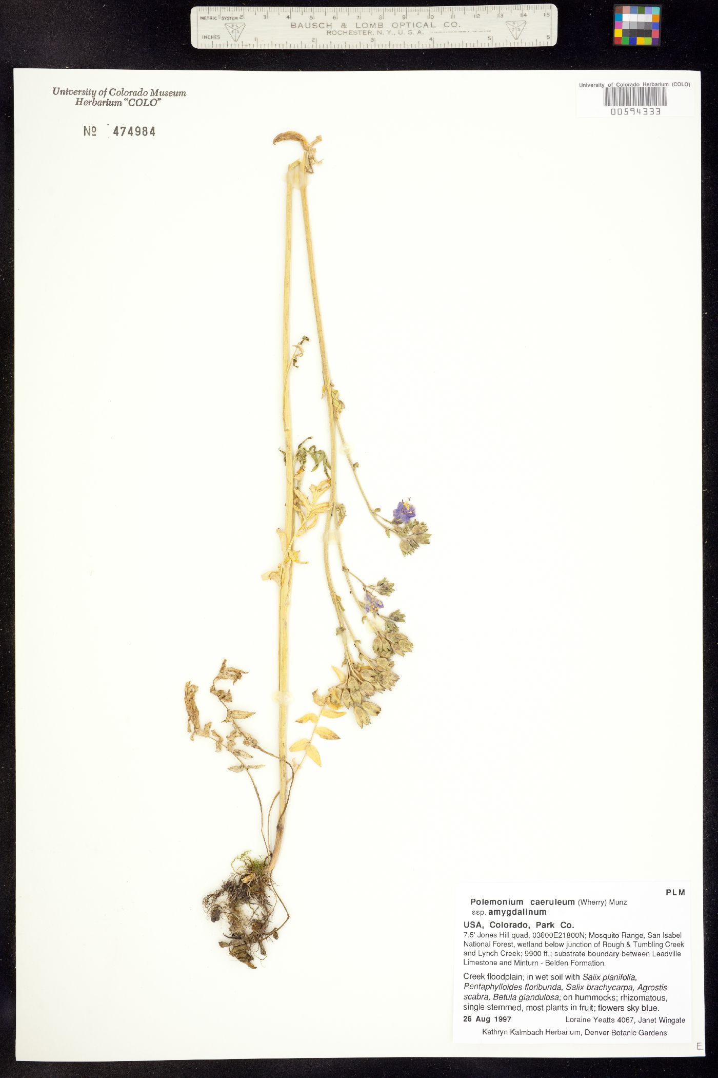 Polemonium caeruleum ssp. amygdalinum image