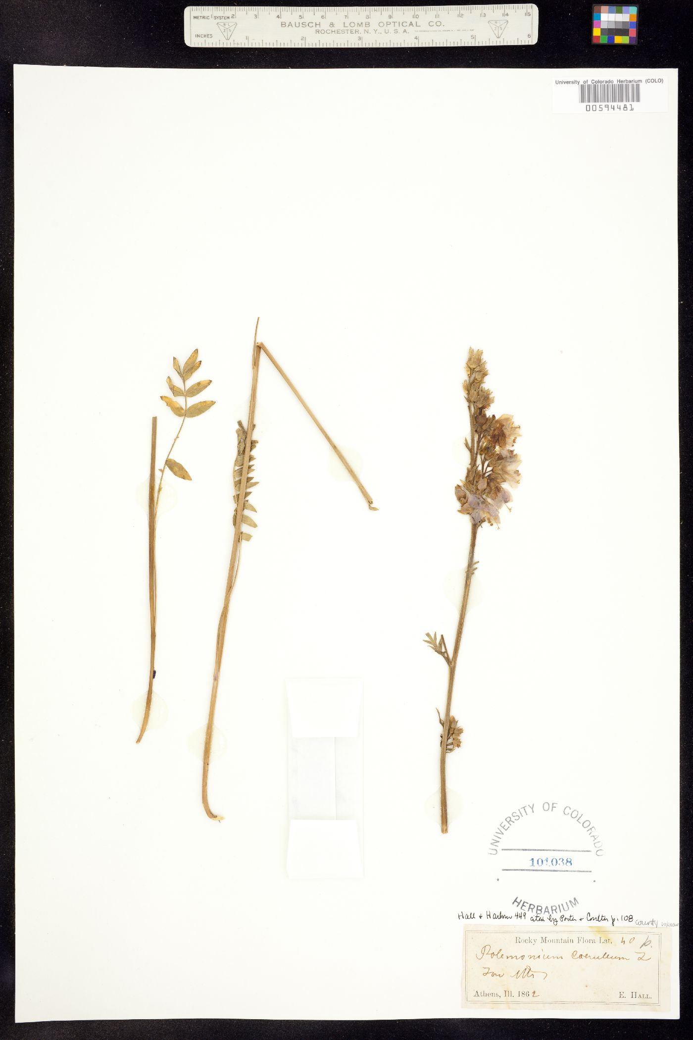 Polemonium caeruleum ssp. amygdalinum image