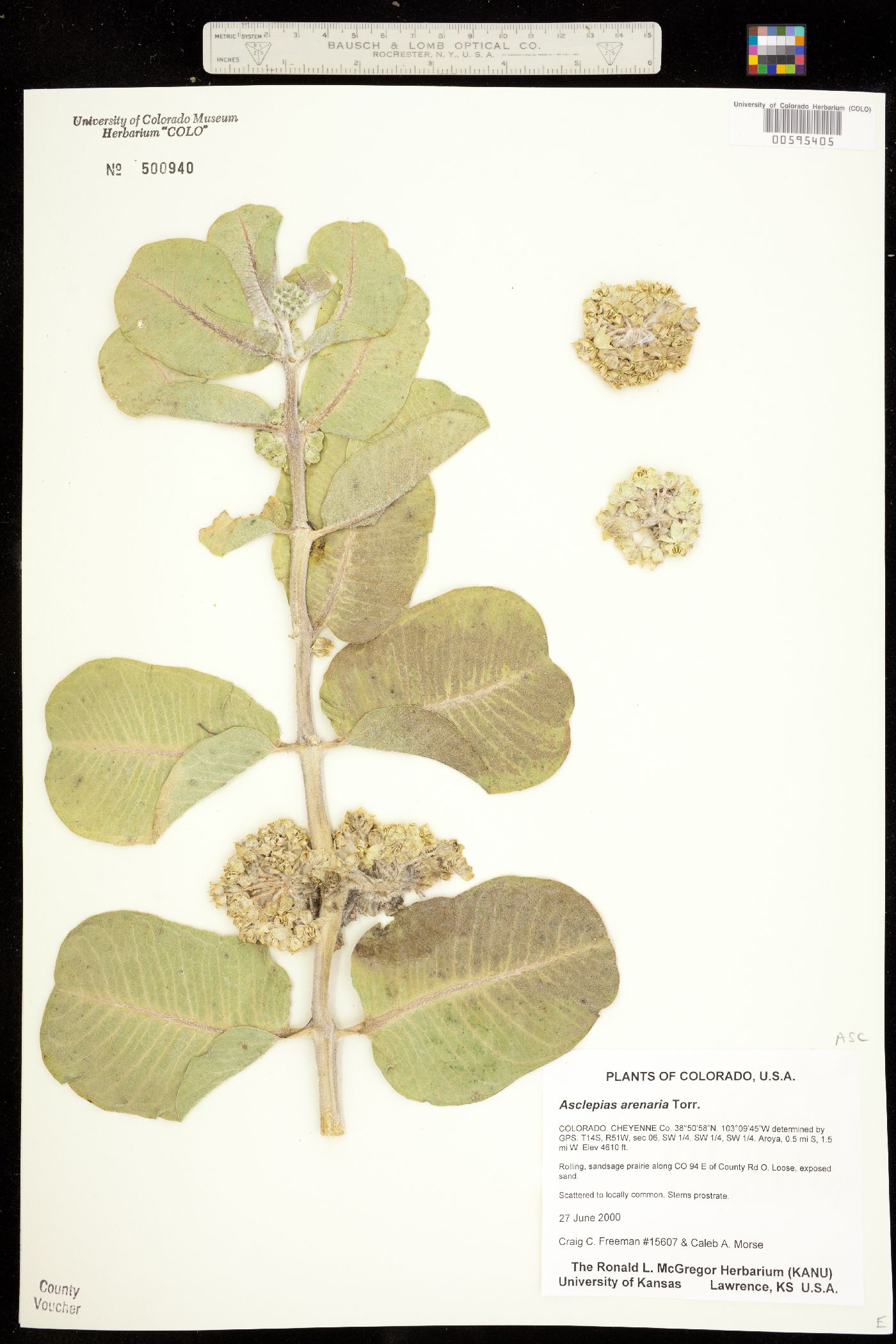 Asclepias arenaria image