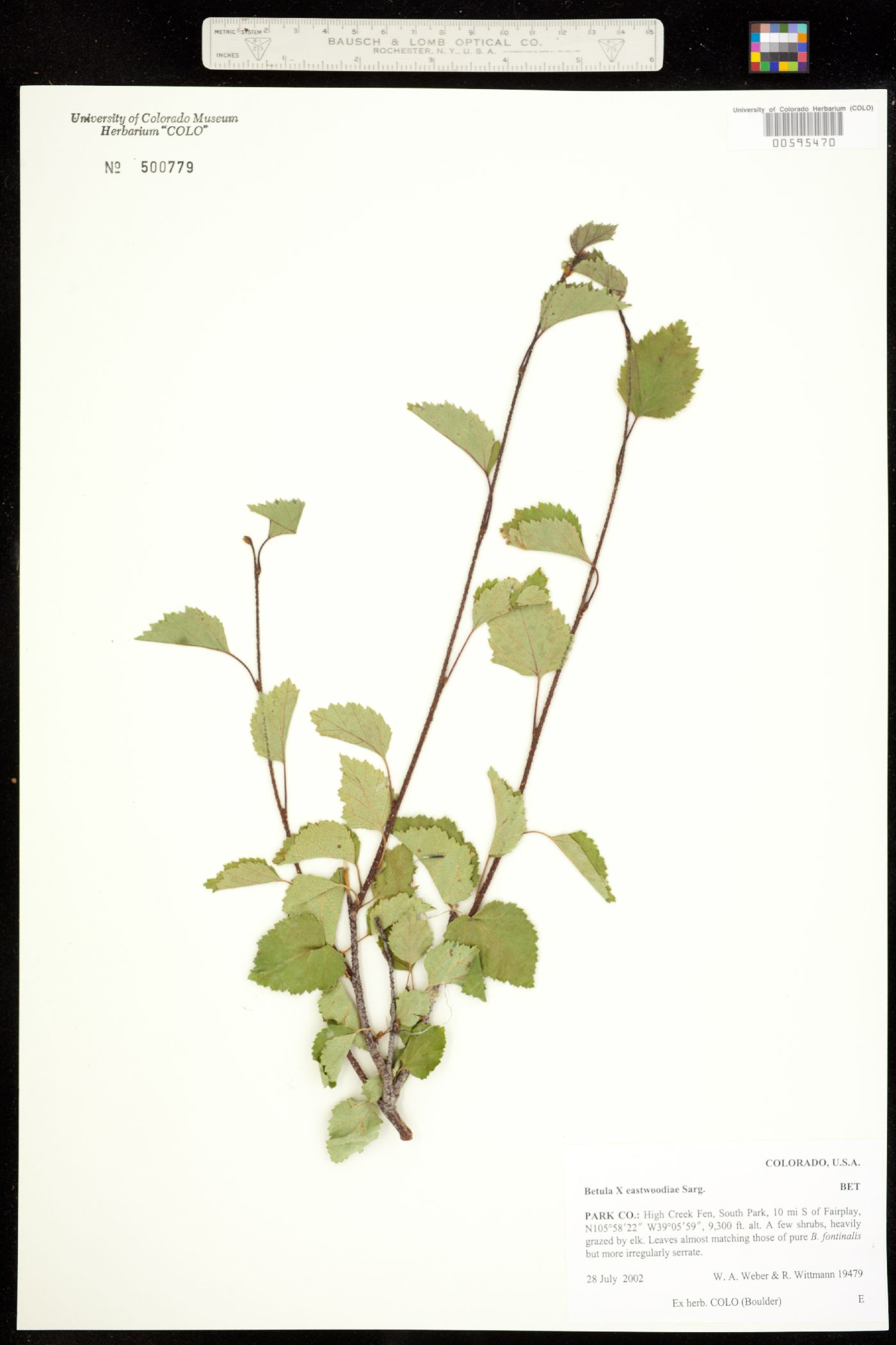 Betula x eastwoodiae image