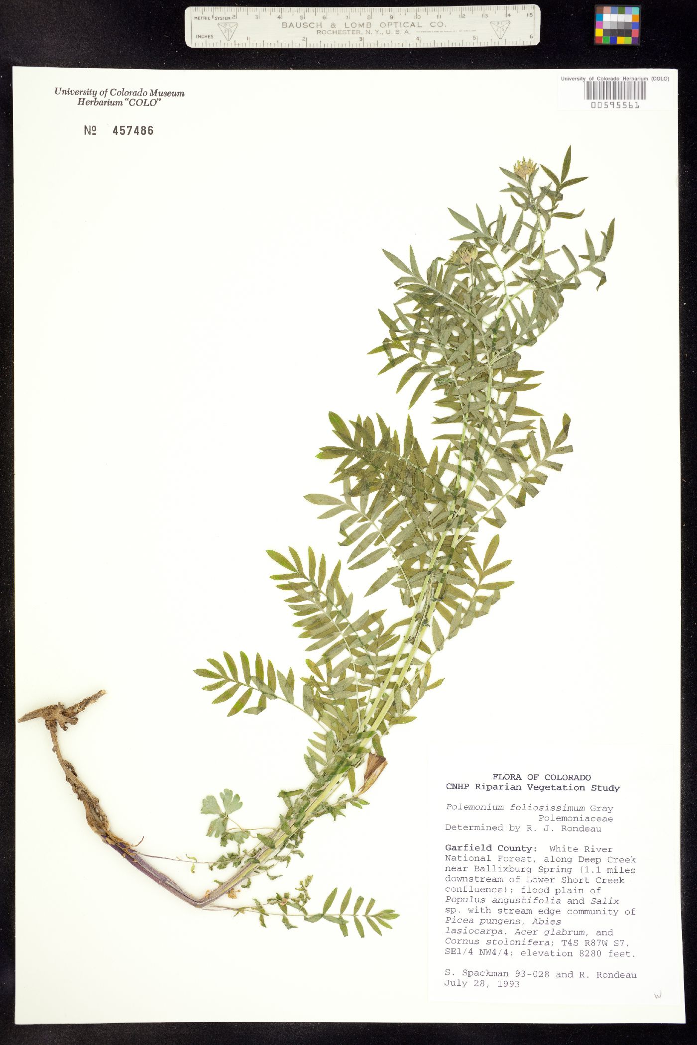 Polemonium foliosissimum image