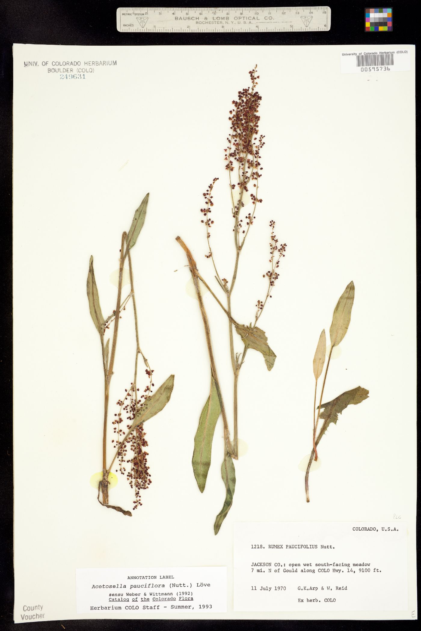 Rumex paucifolius image