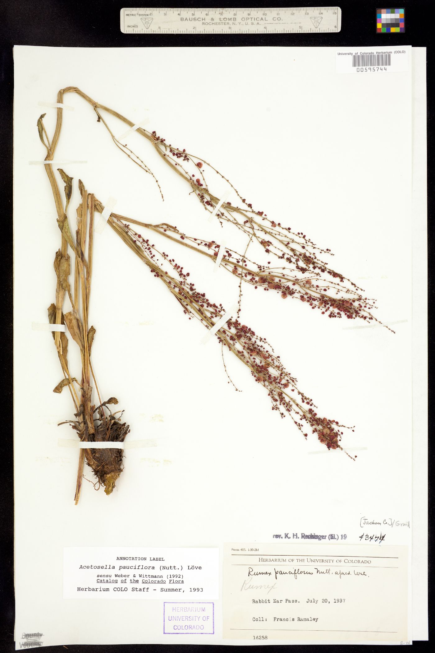 Rumex paucifolius image
