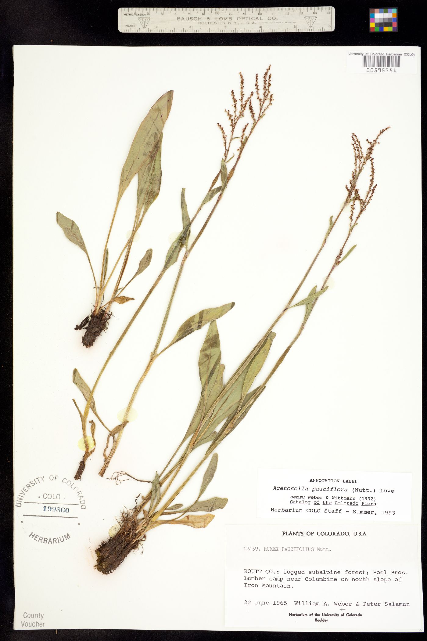 Rumex paucifolius image