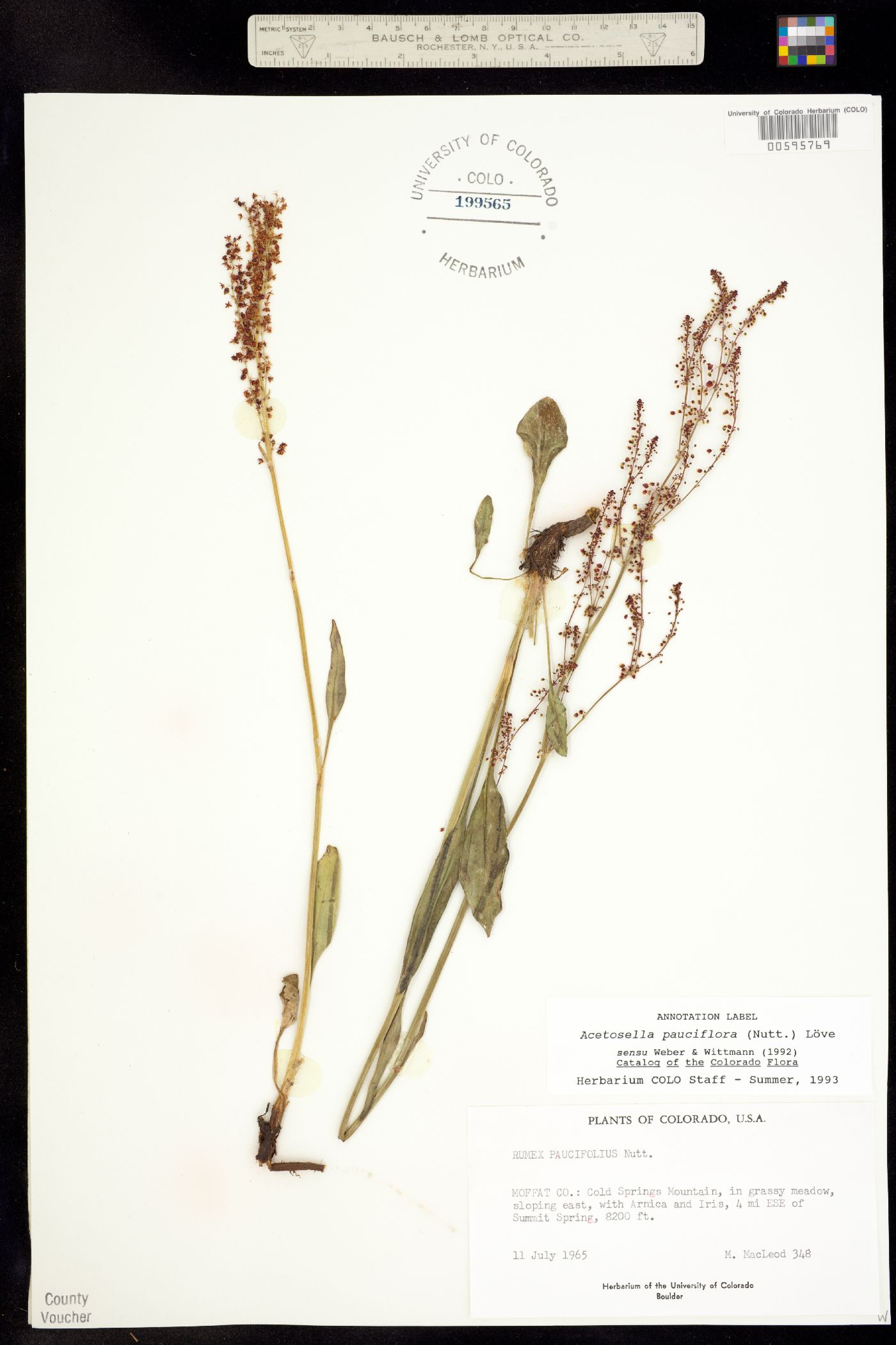 Rumex paucifolius image