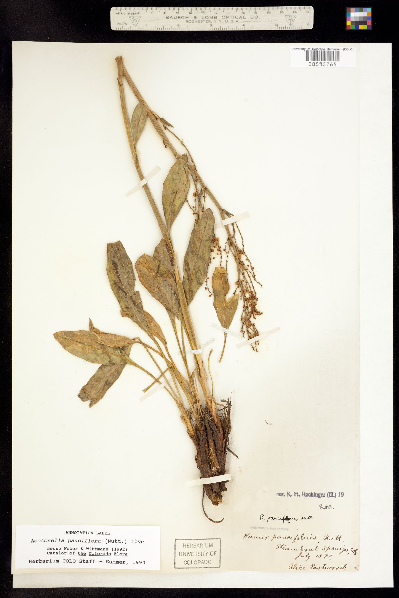 Rumex paucifolius image