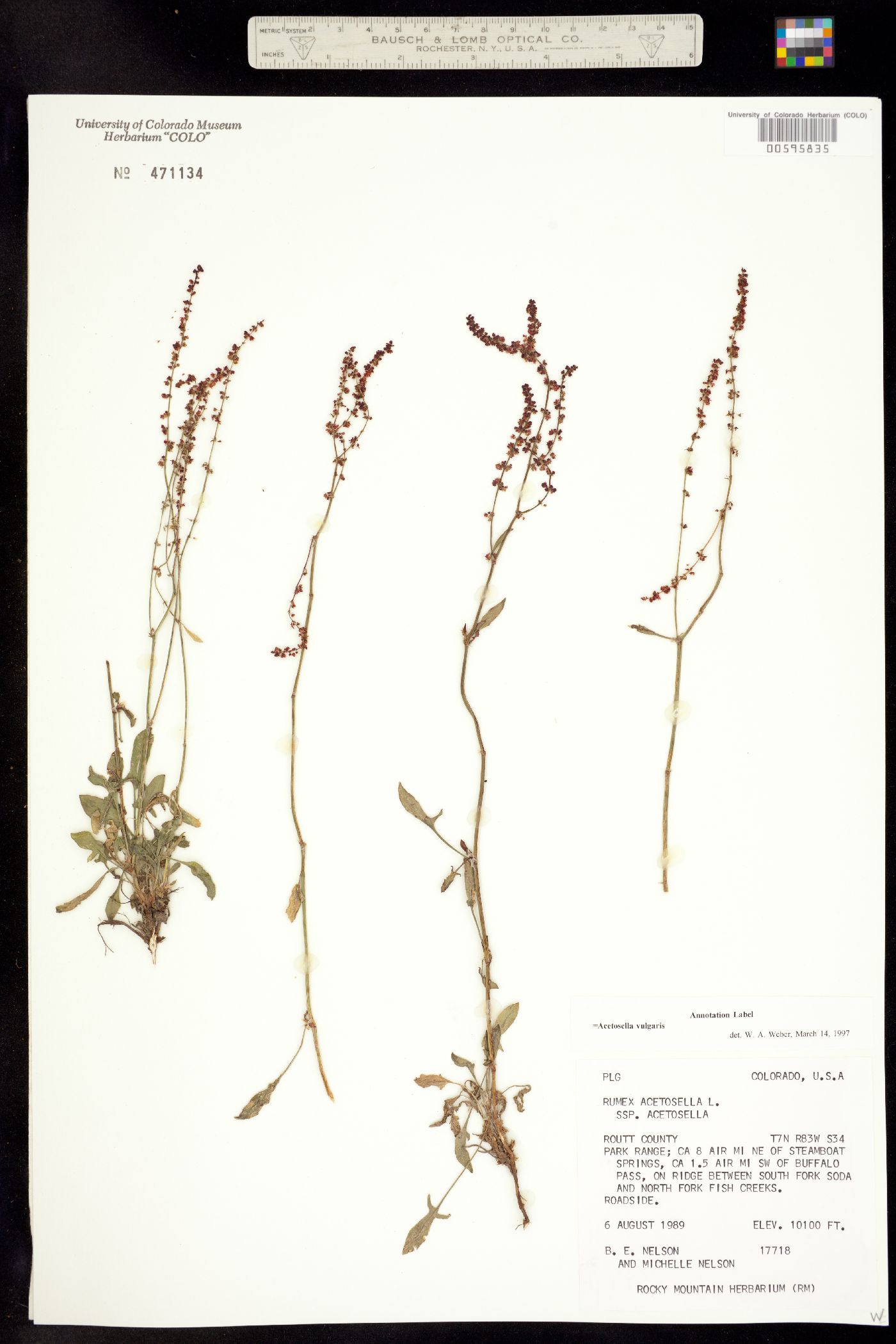 Rumex acetosella image