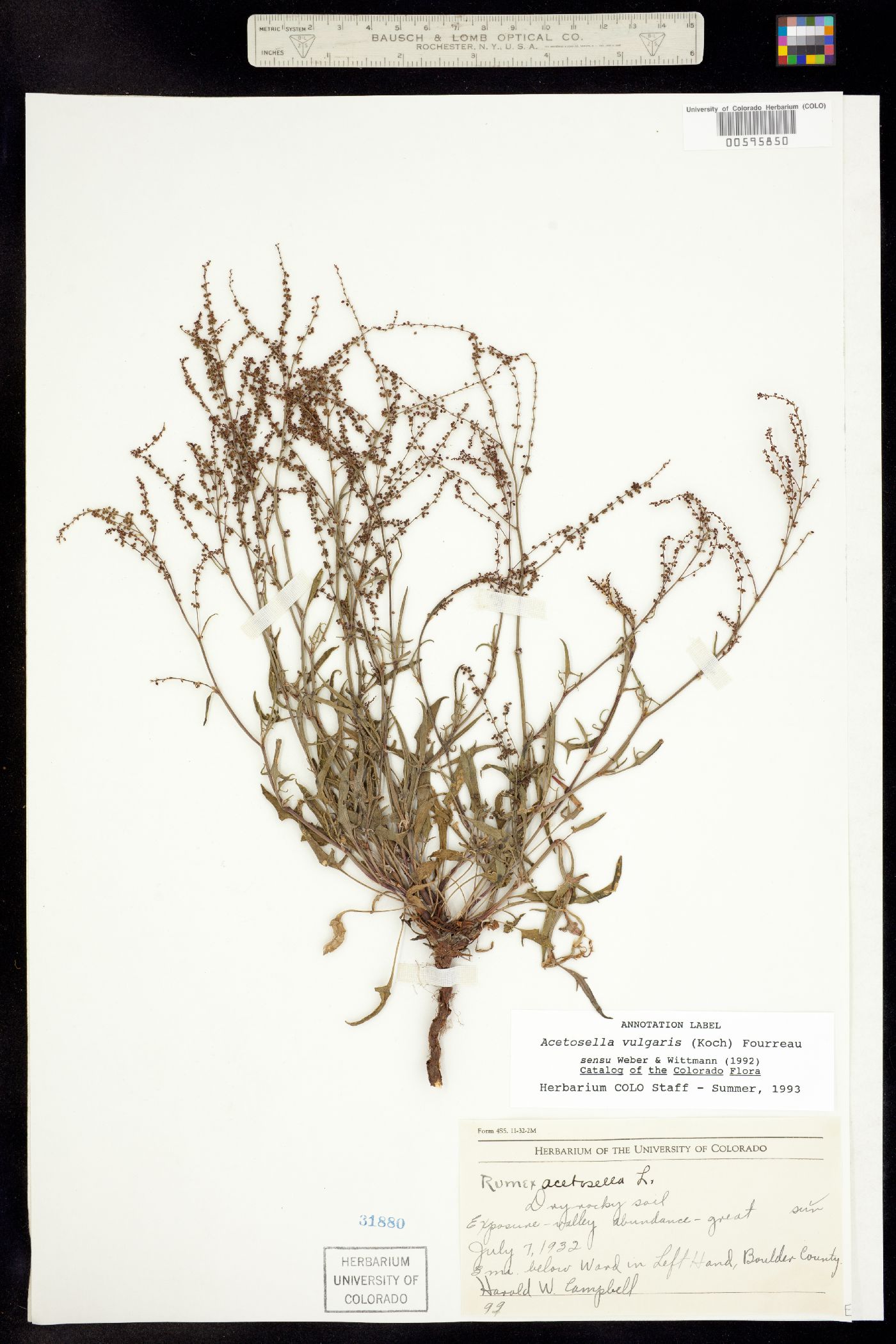 Acetosella image