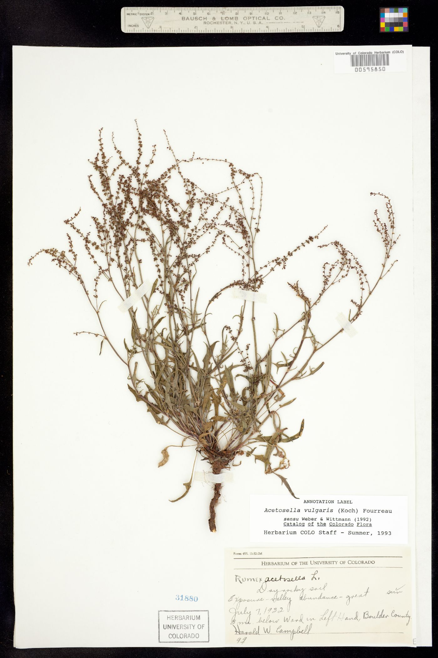 Rumex image