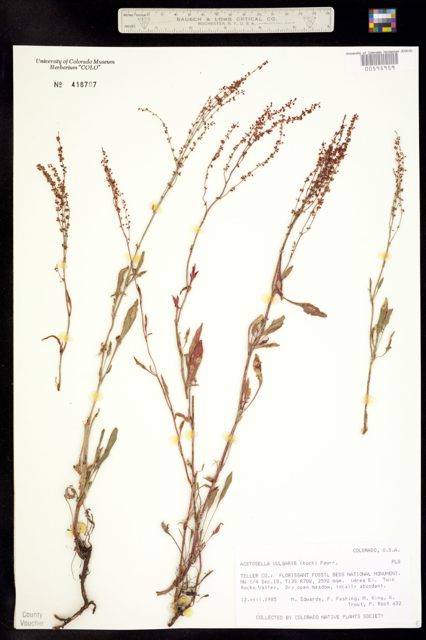 Rumex acetosella image