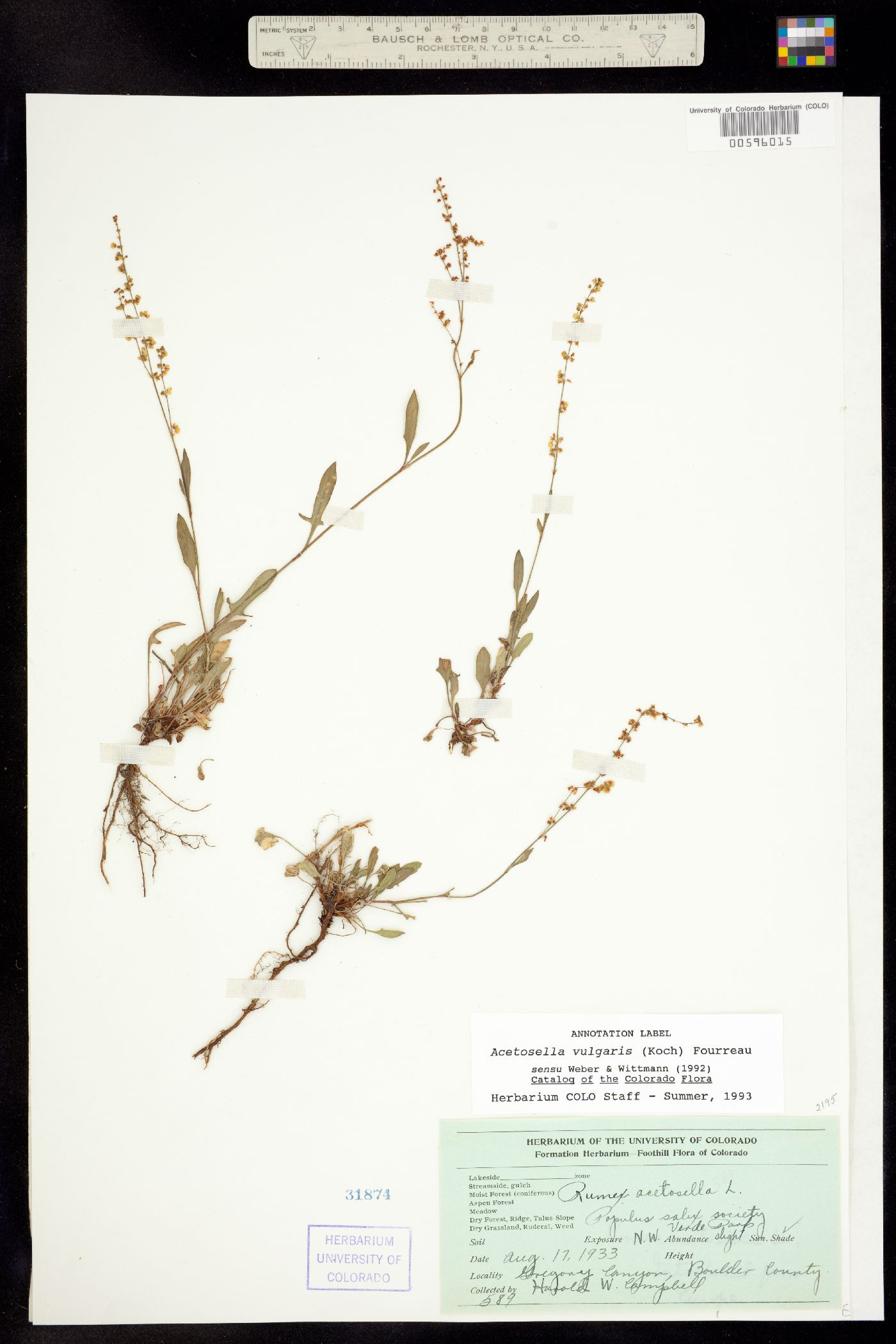 Rumex acetosella image