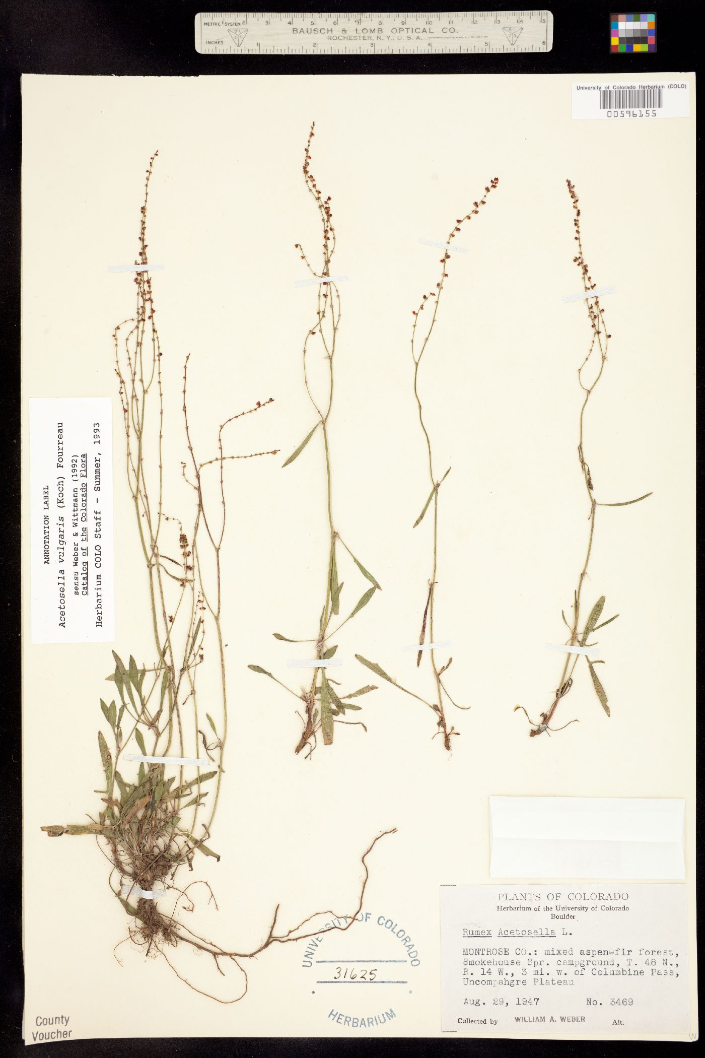 Rumex acetosella image