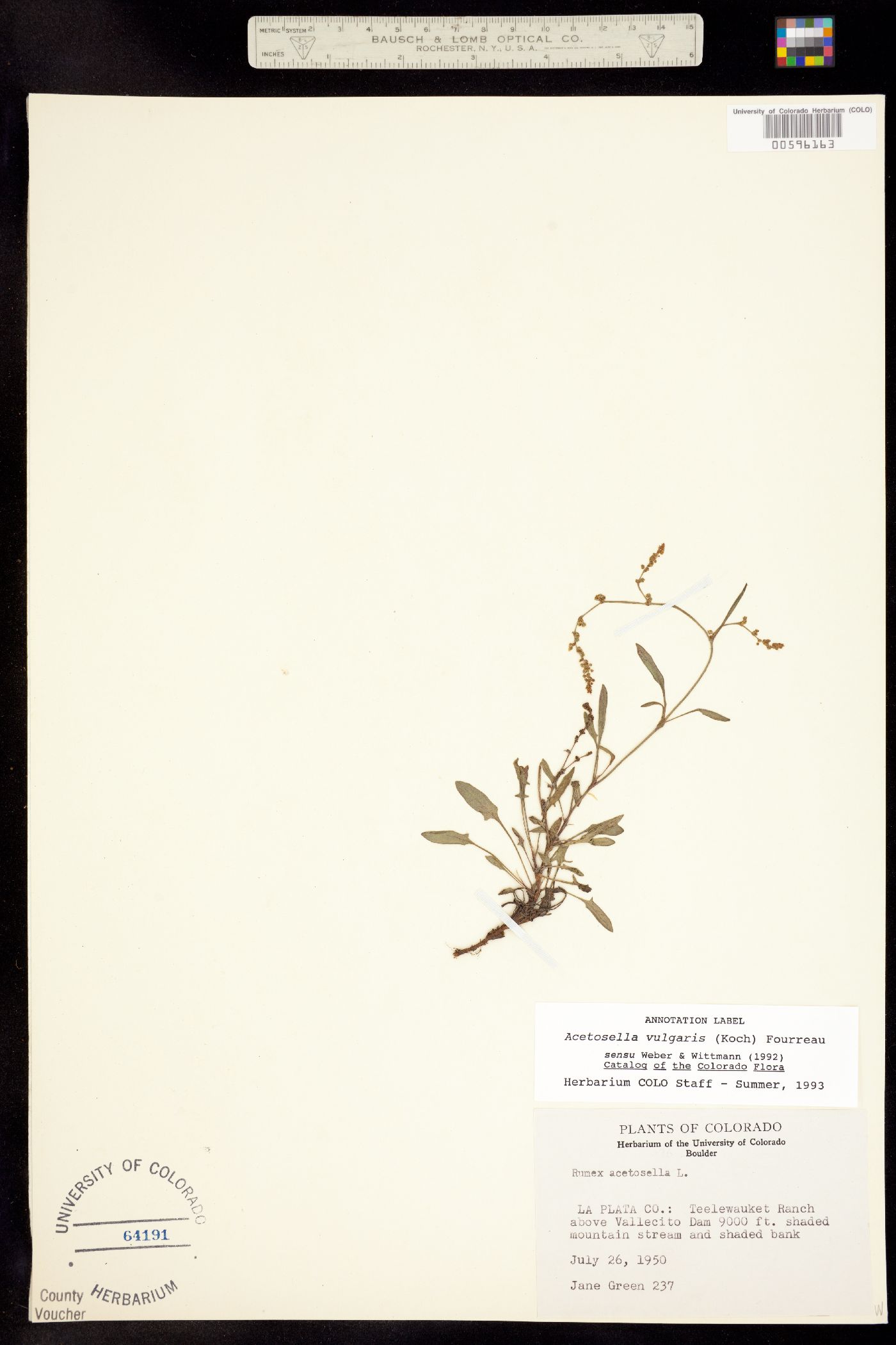 Rumex acetosella image
