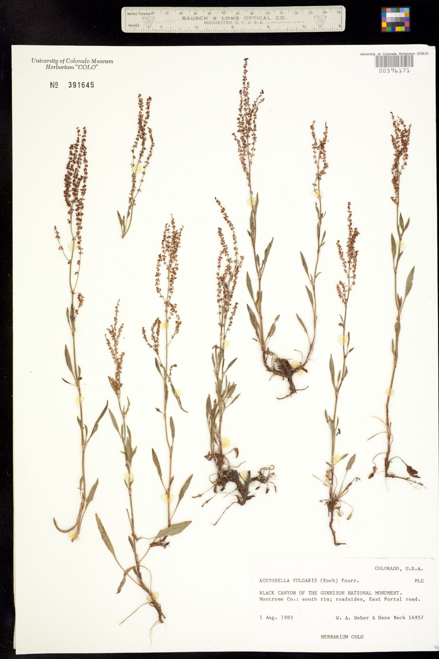 Rumex acetosella image