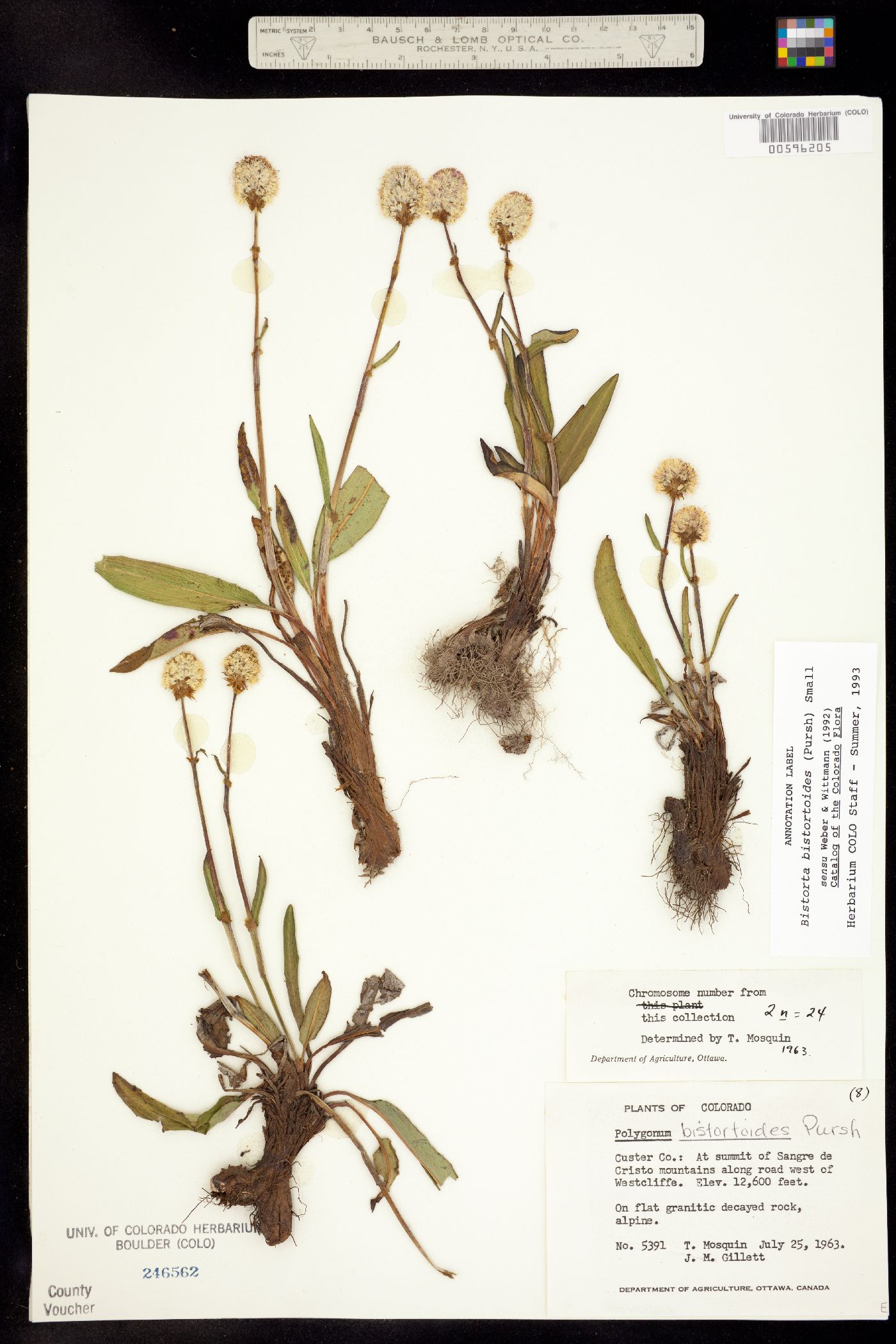 Bistorta bistortoides image