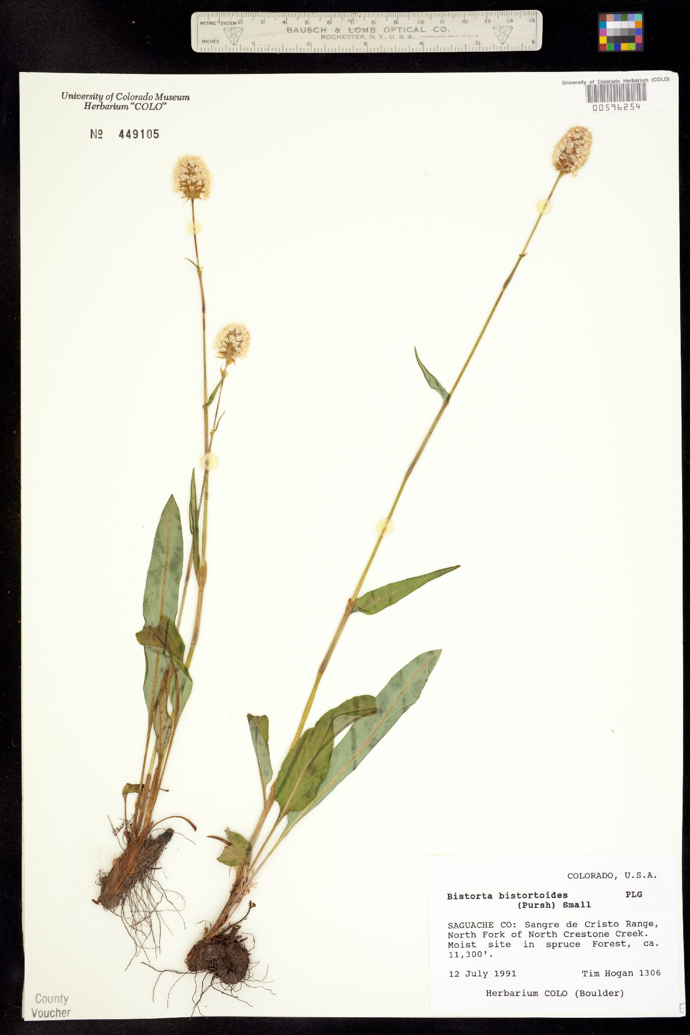 Bistorta bistortoides image