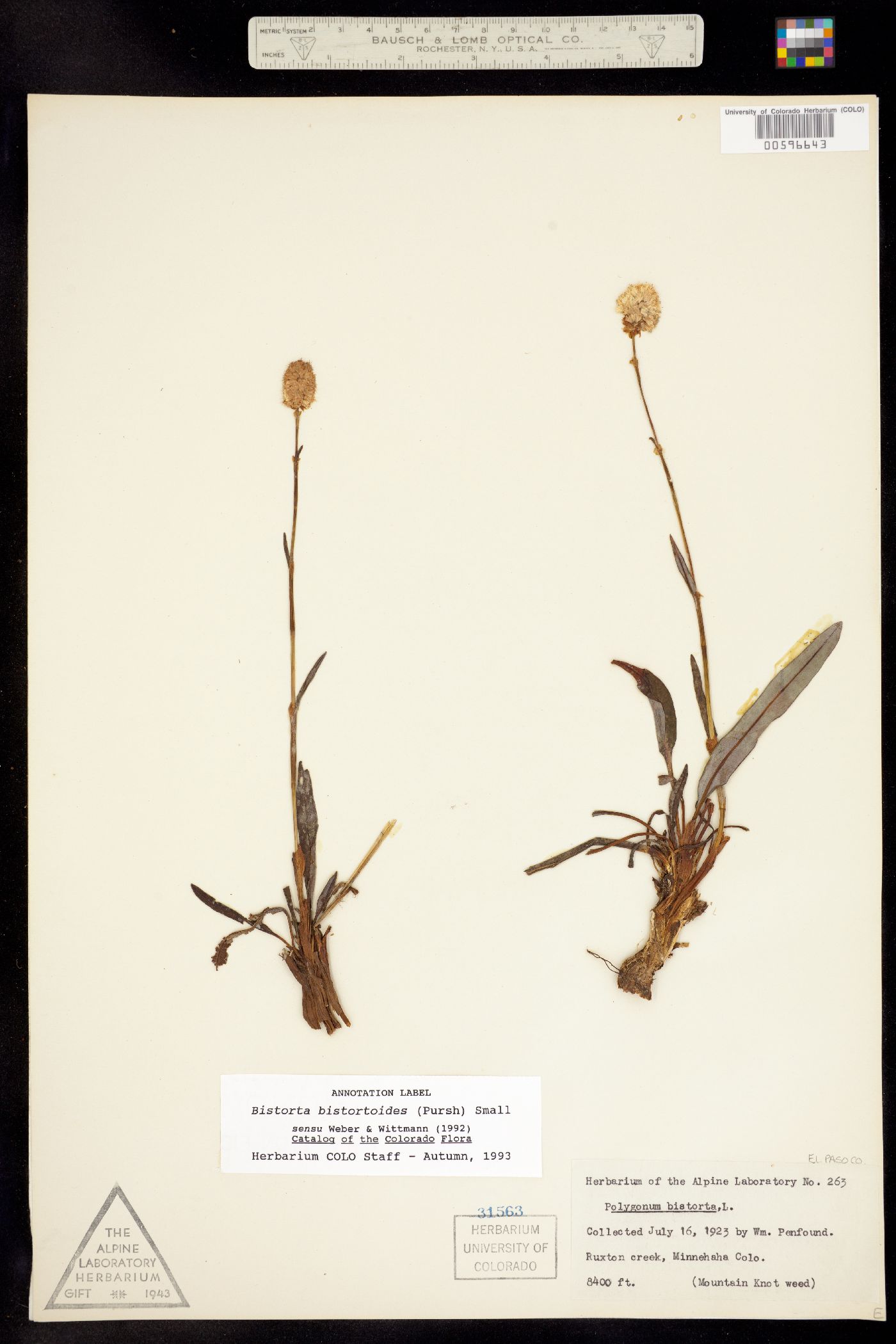 Bistorta bistortoides image