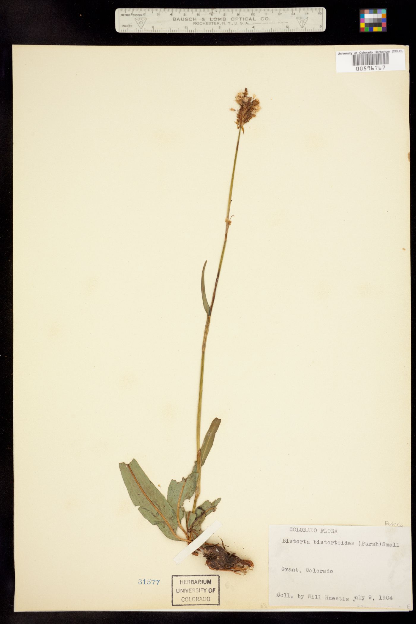 Polygonaceae image