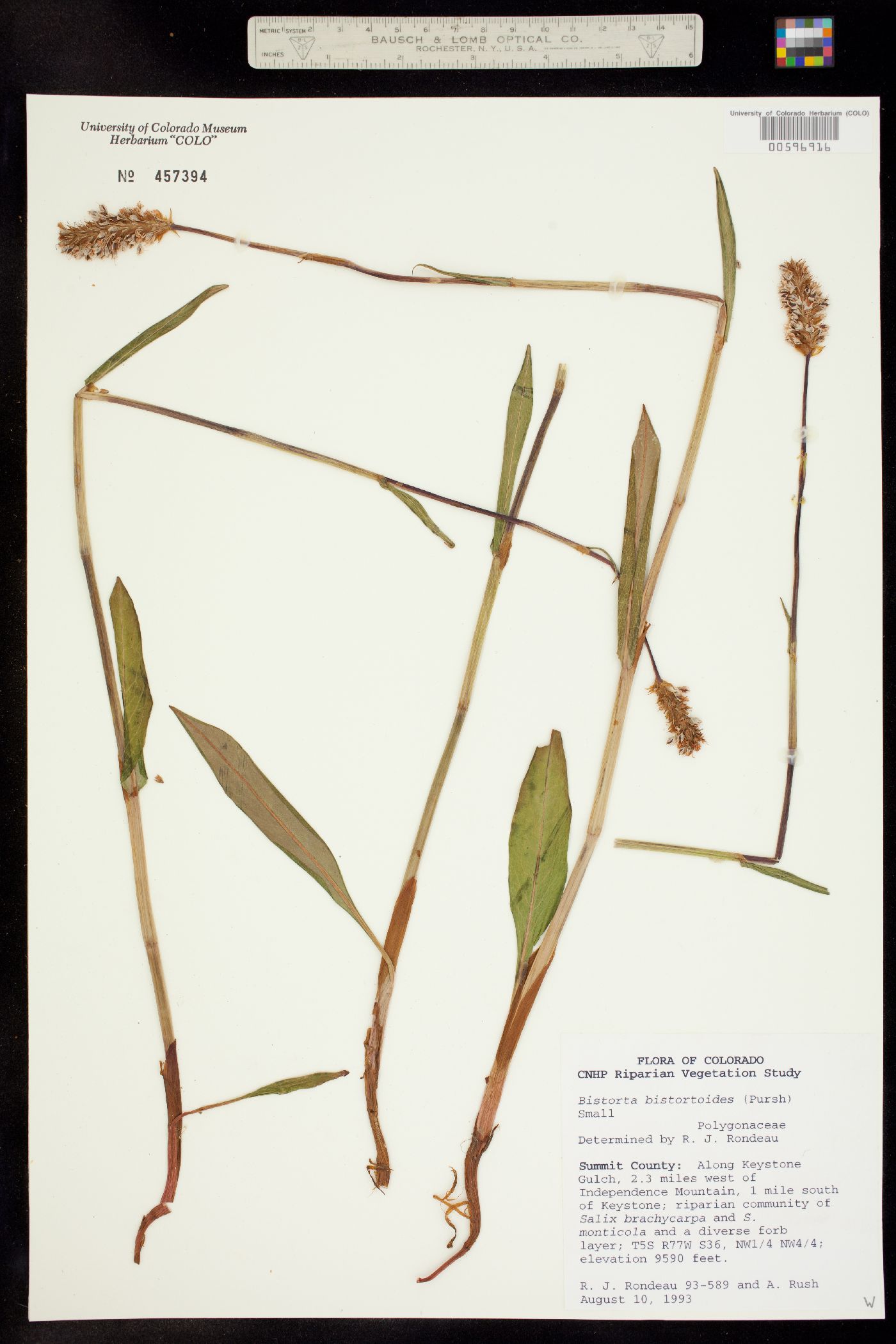 Bistorta bistortoides image