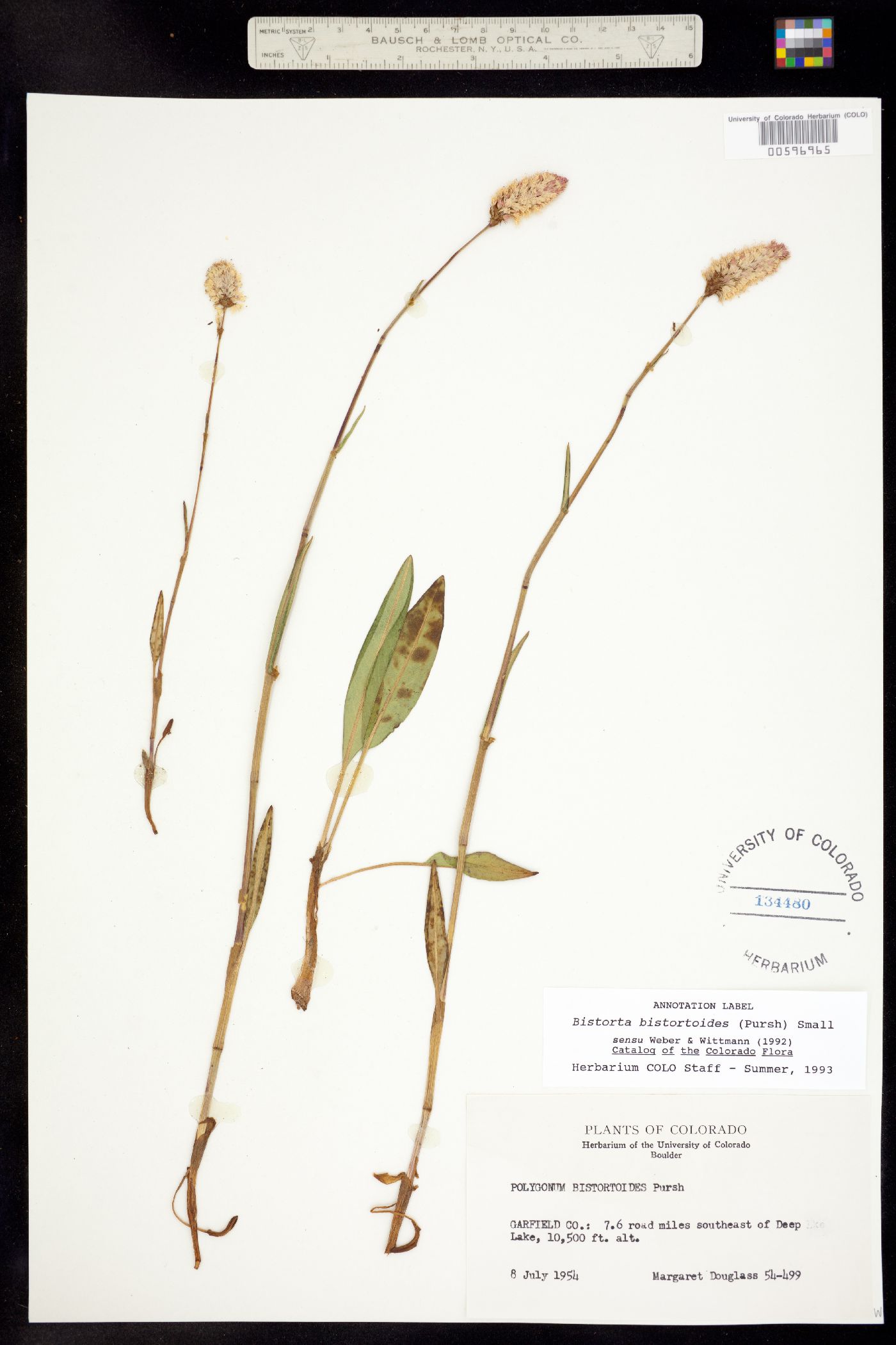 Bistorta image