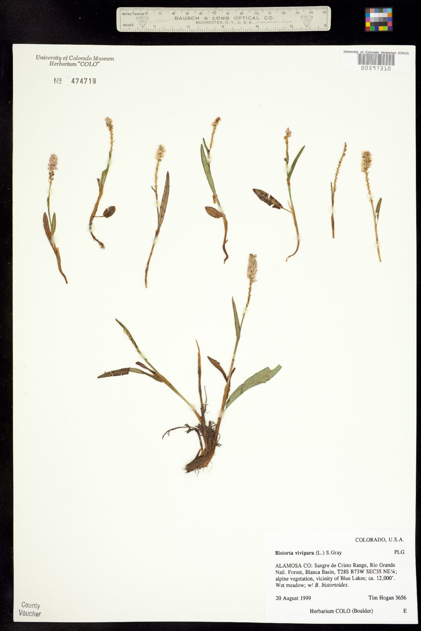 Bistorta vivipara image