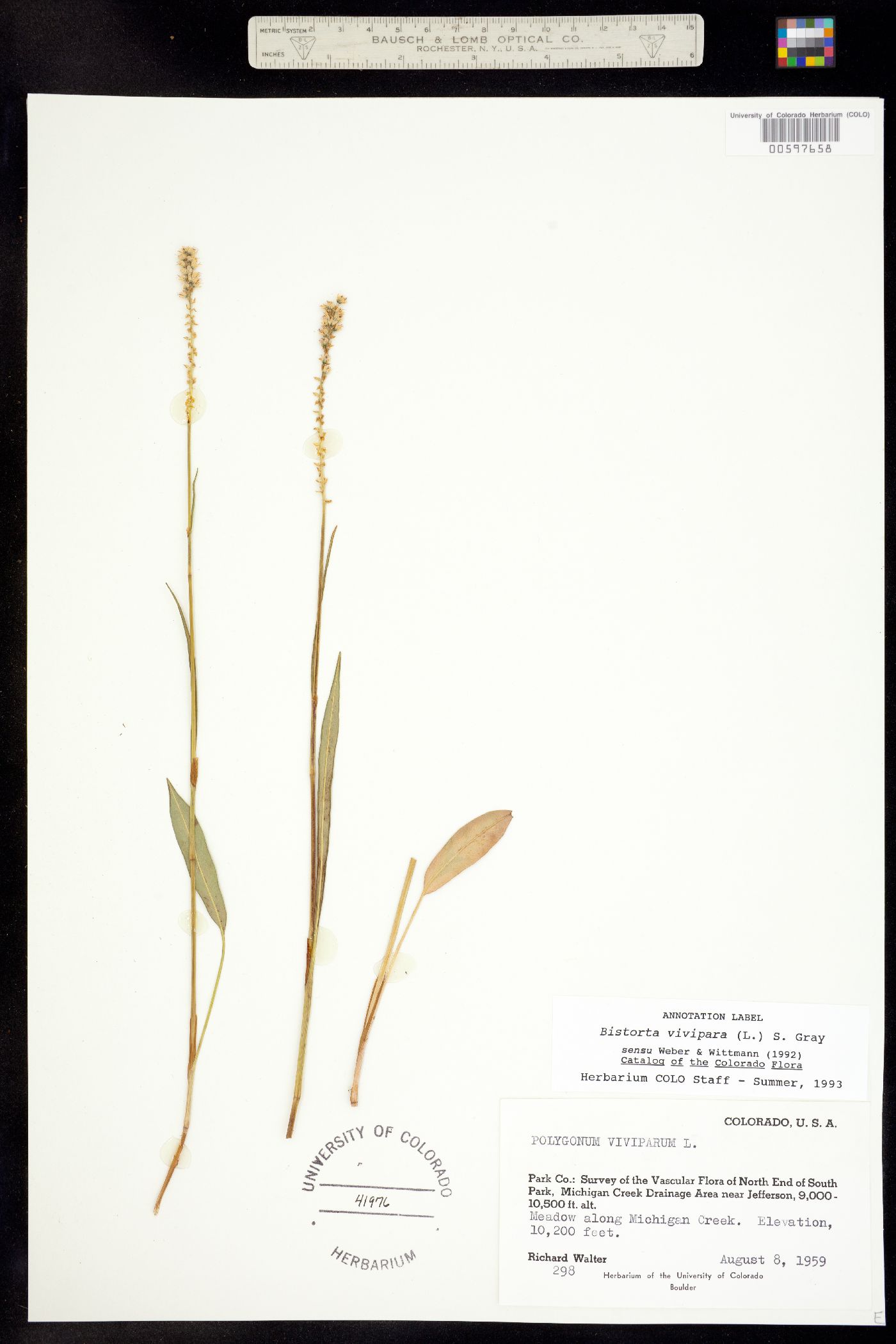 Bistorta vivipara image