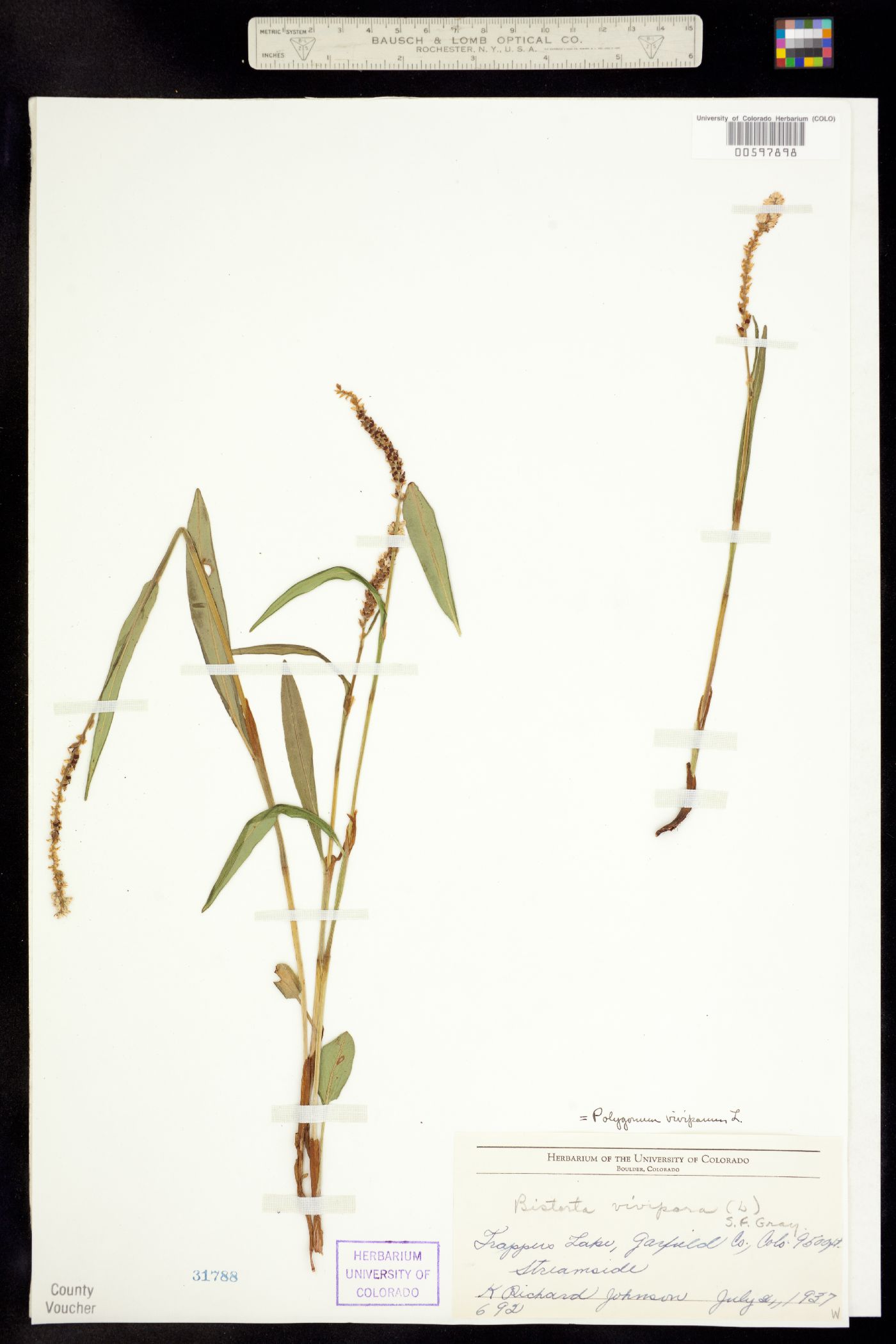 Bistorta image