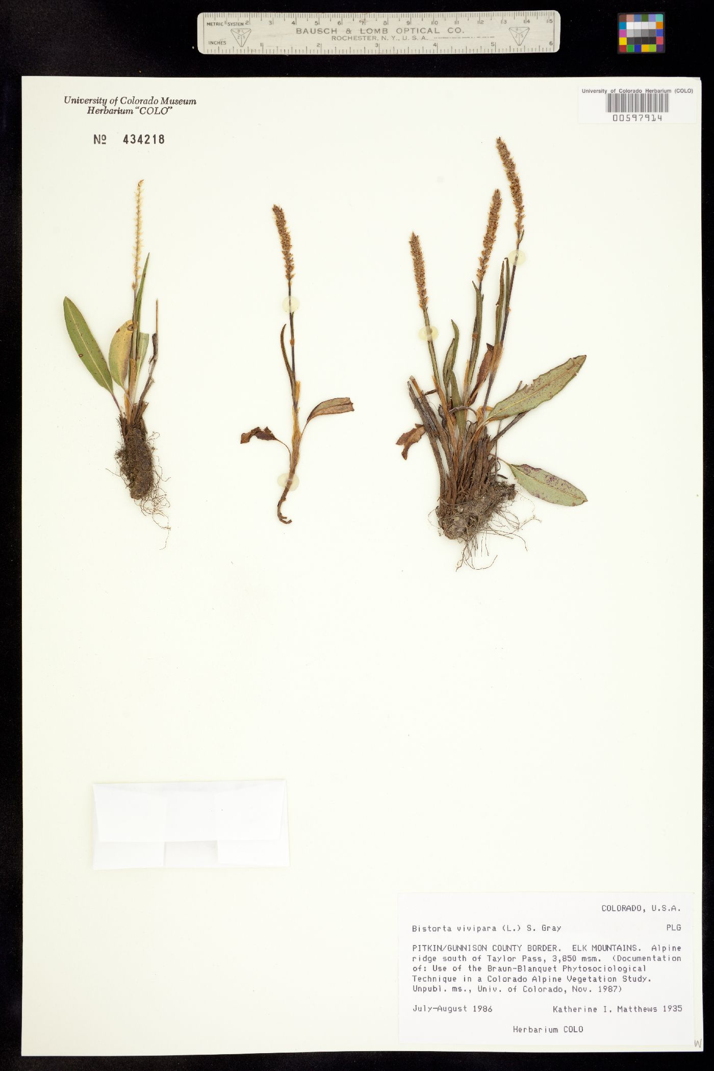 Bistorta vivipara image
