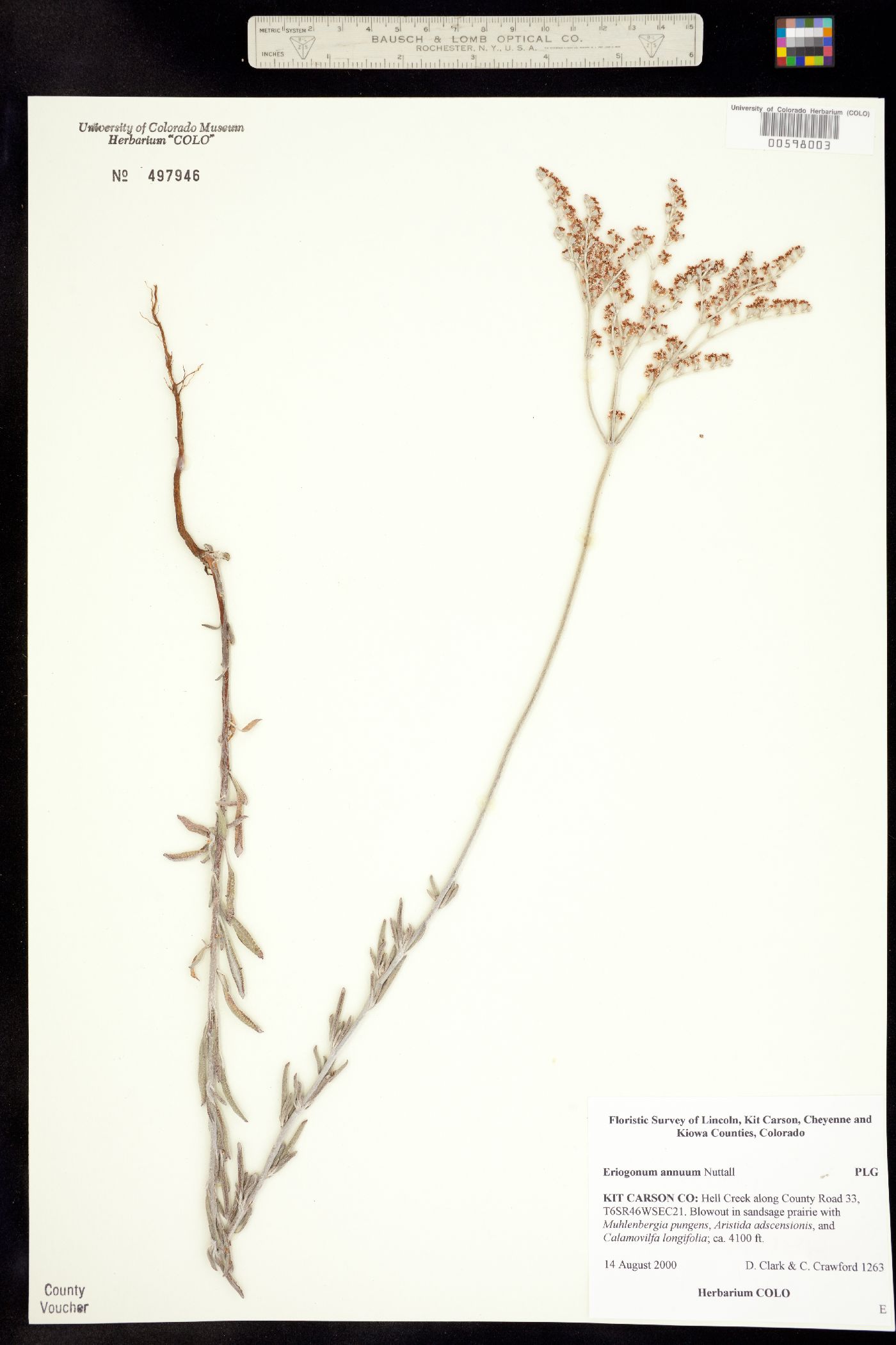 Eriogonum annuum image