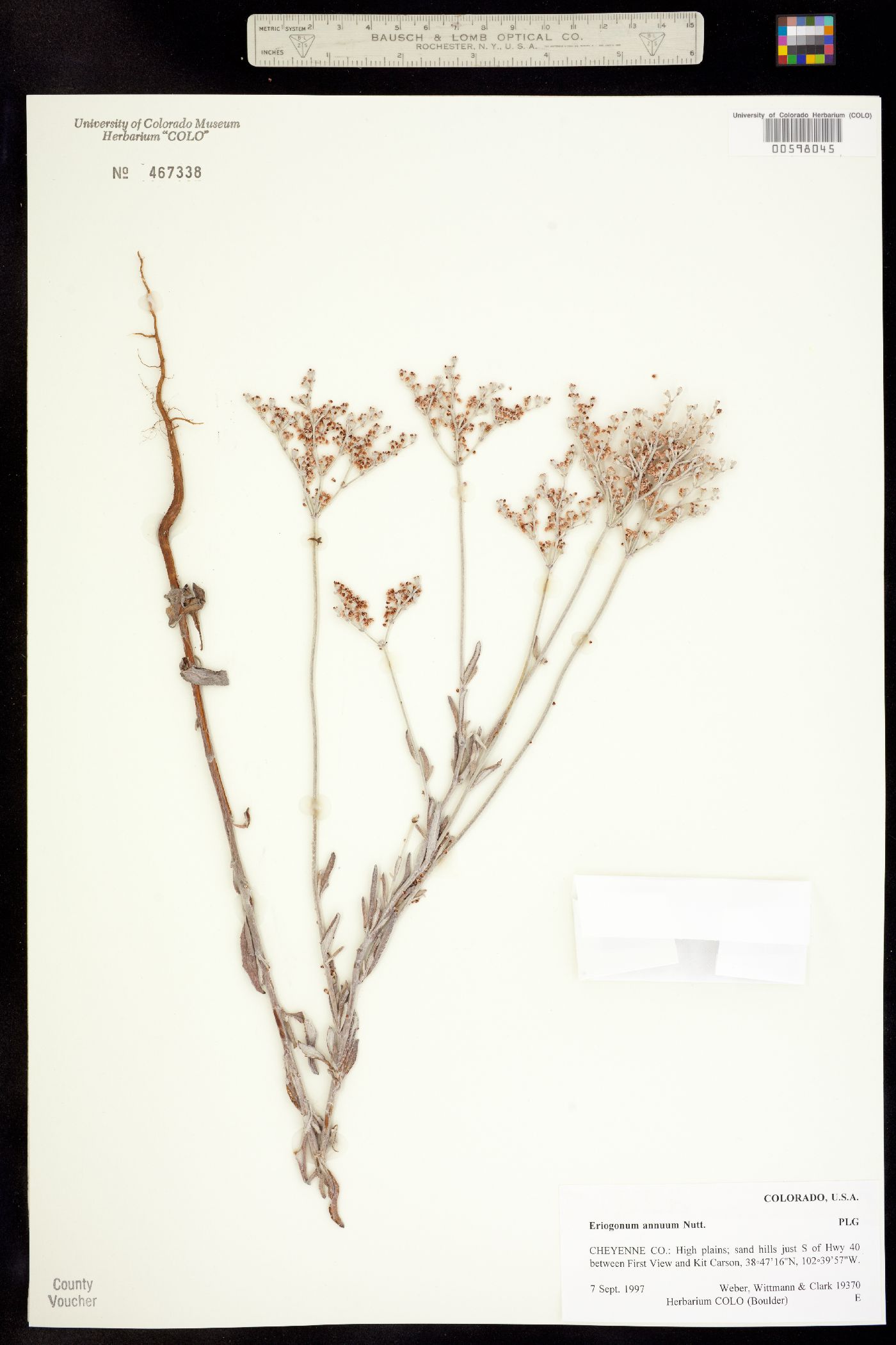 Eriogonum annuum image
