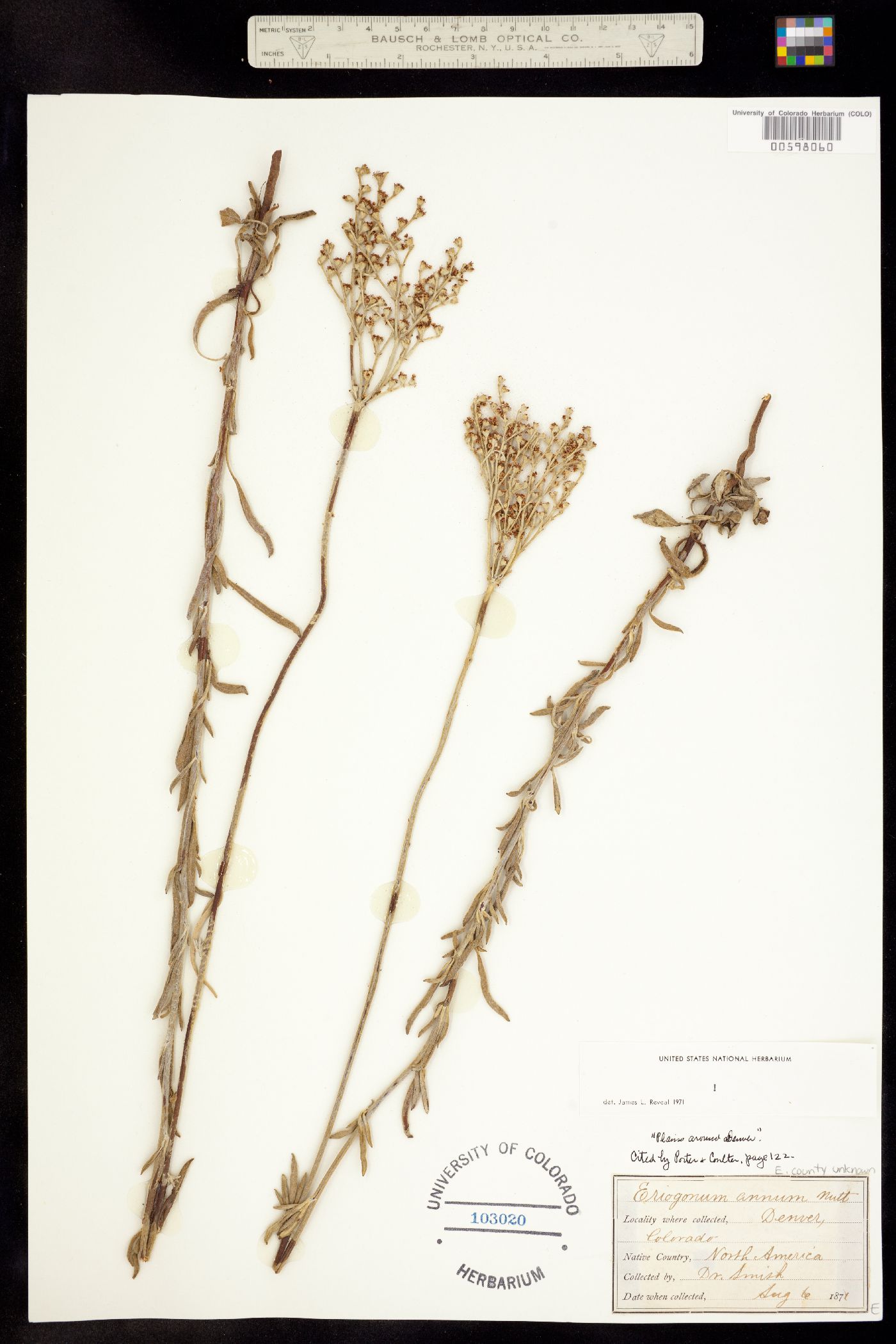 Eriogonum annuum image
